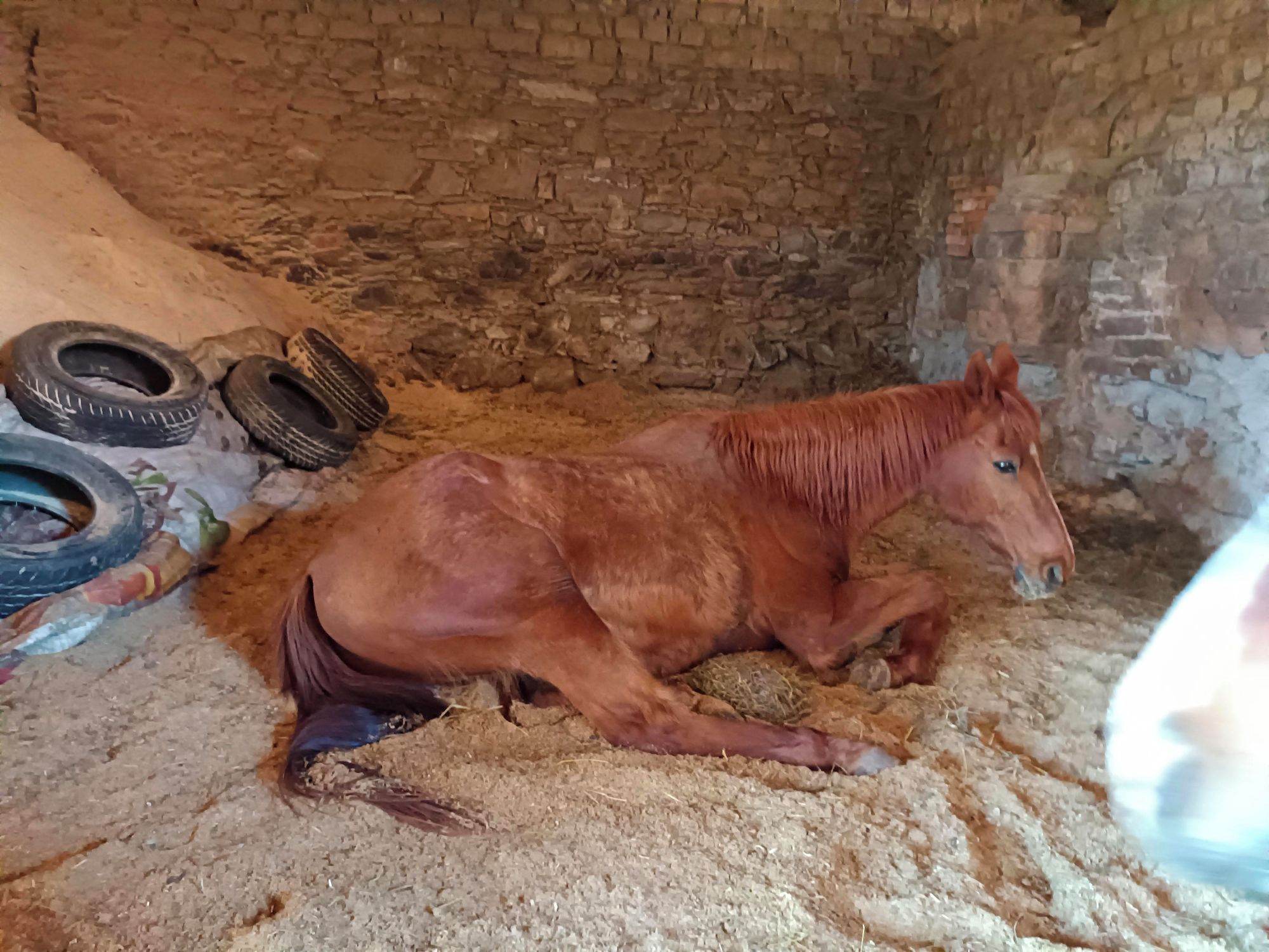 Krok za krokem s poníkem foto 2