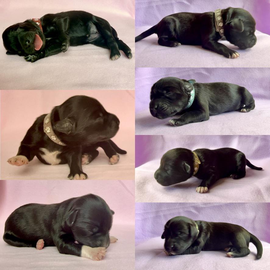 Cão Salgado foto 3