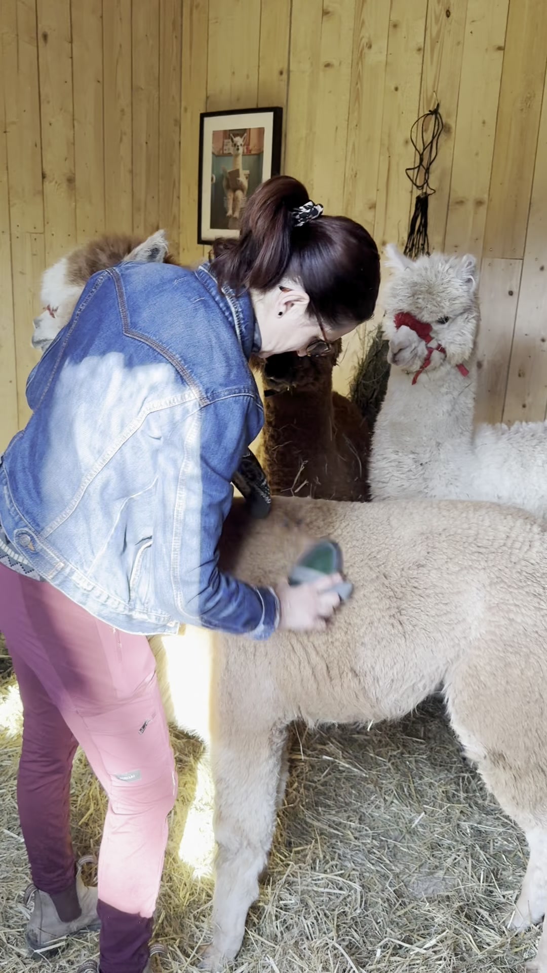 Alpaky z farmy Zlaté Podlesí foto 2 (náhled videa)