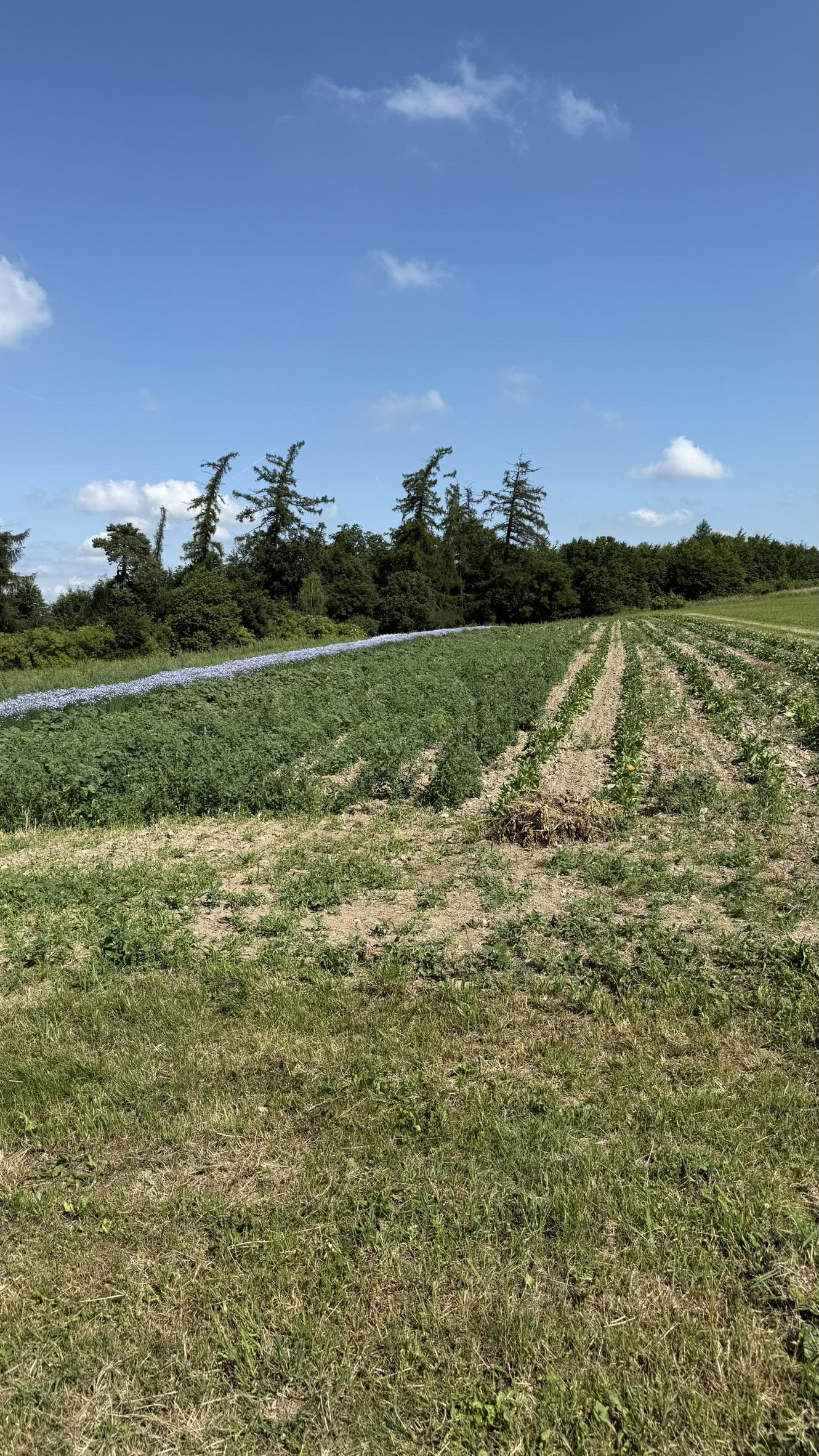 Bylinková farma Víchovi foto 4