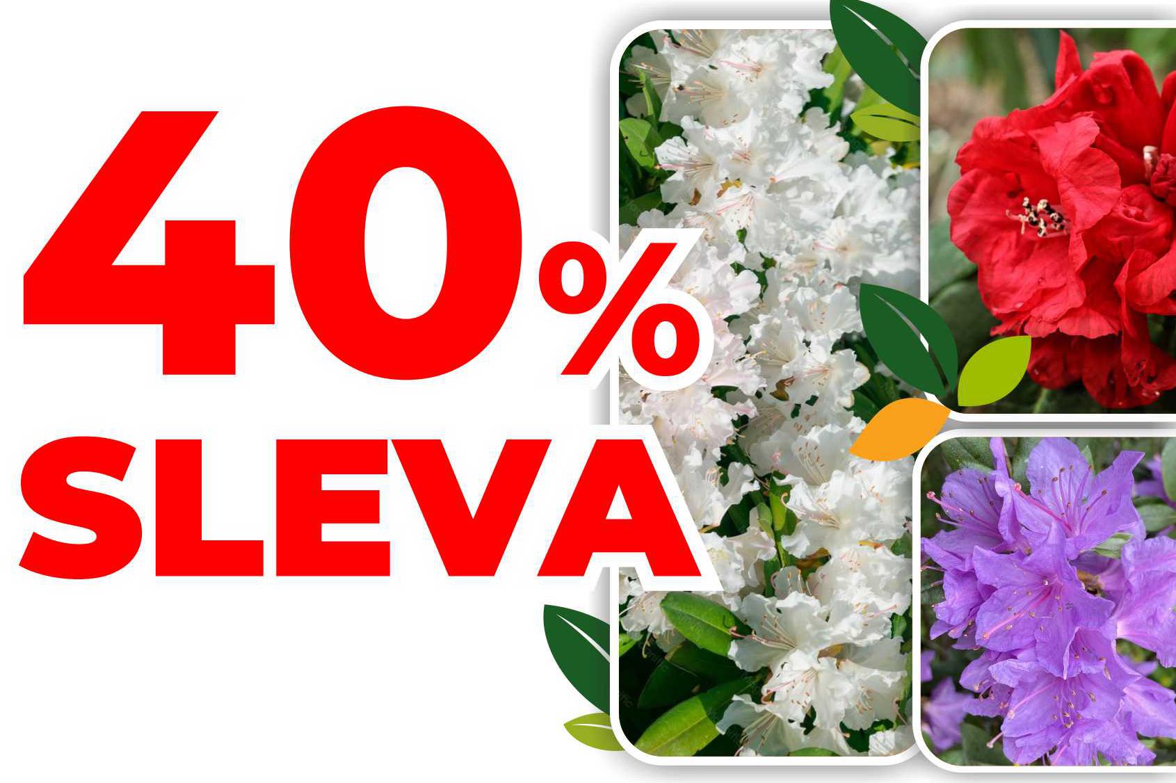 40 % SLEVA RHODODENDRONY