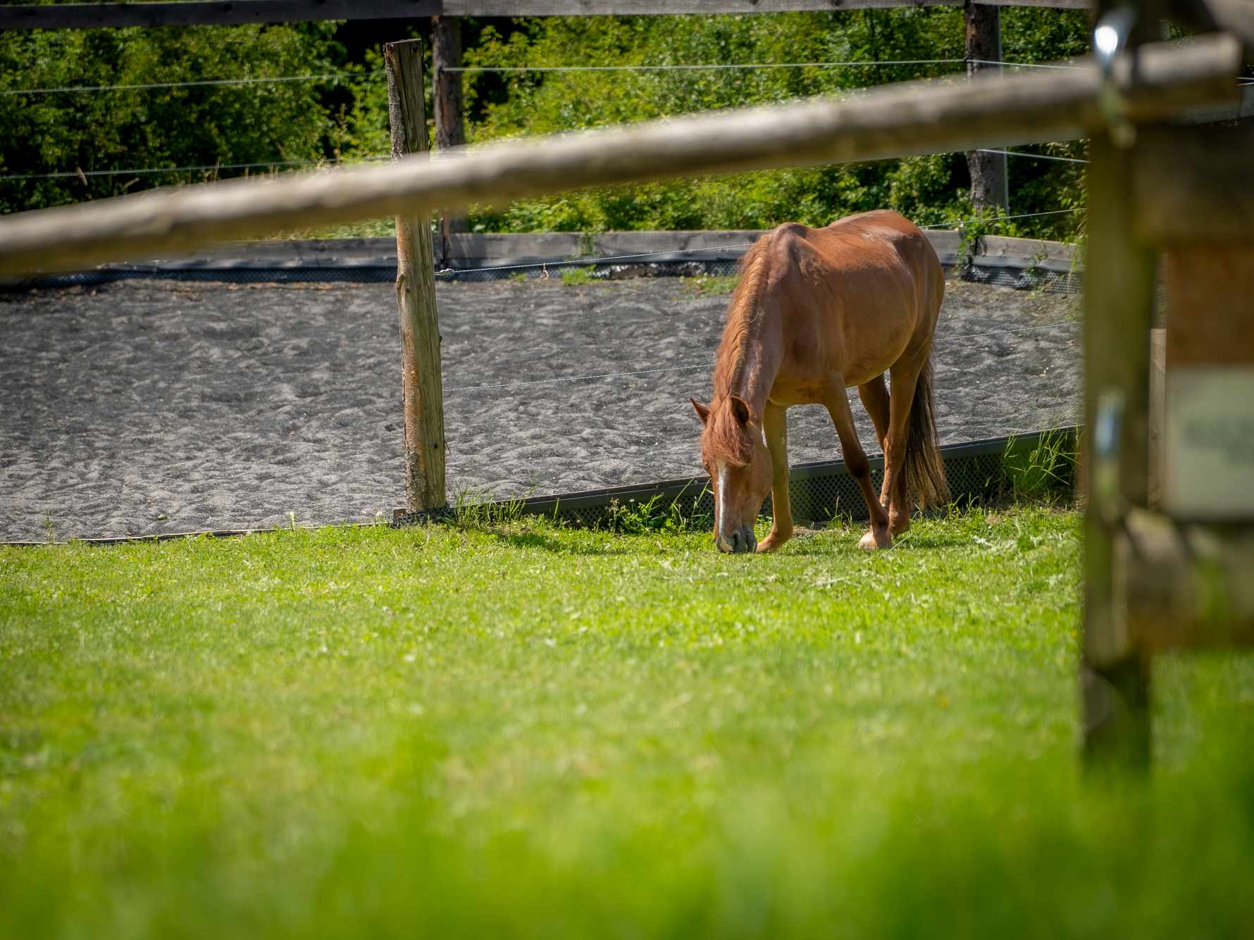 Horse Meadow z.s. foto 2