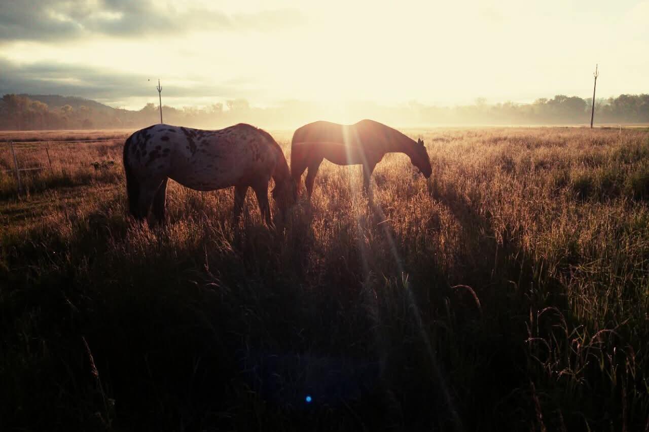 Baradeon ranch & kennel