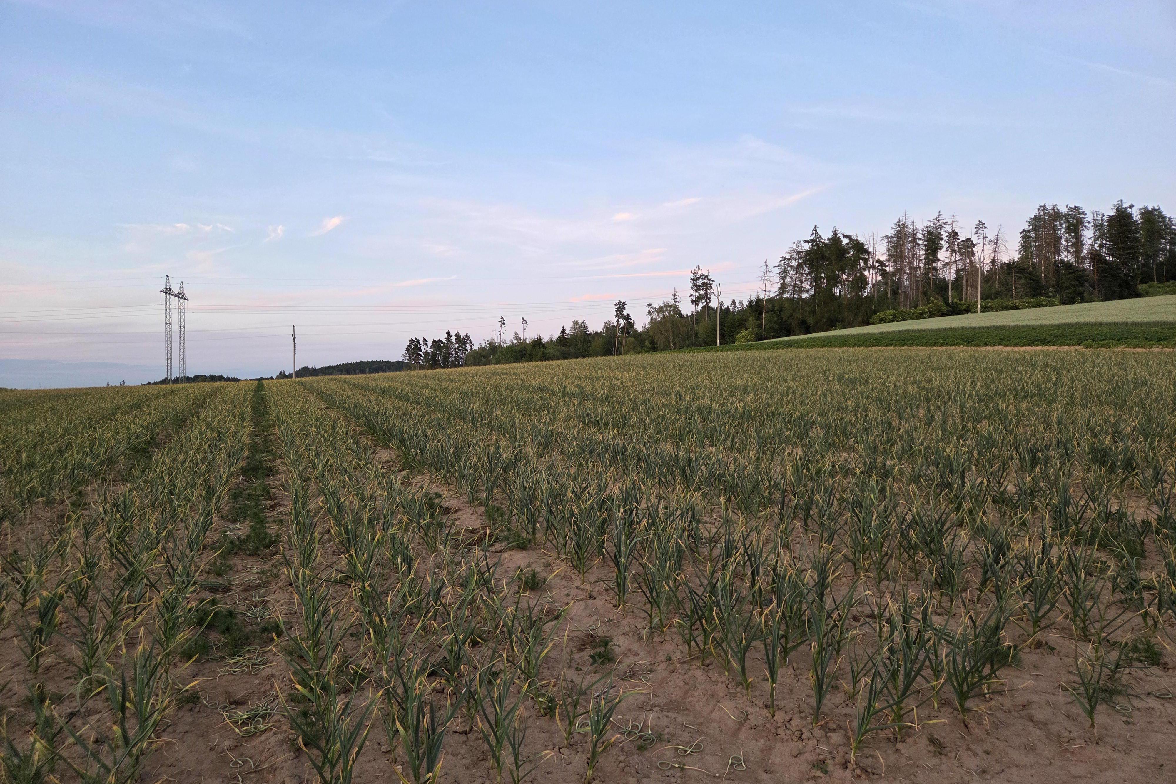 Farma Cicálek foto 1