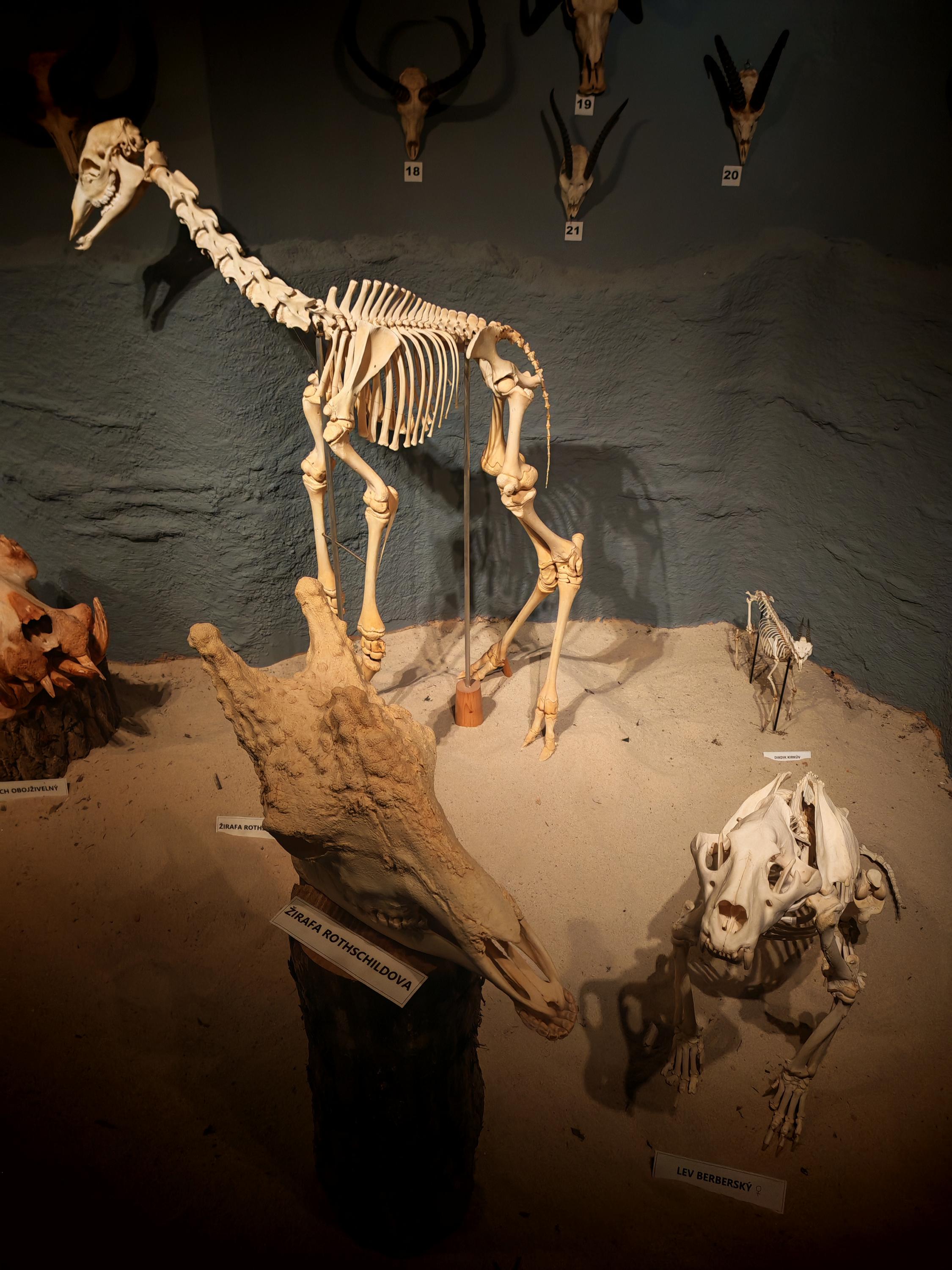 ZOO Dvůr Králové - Muzeum koster foto 2