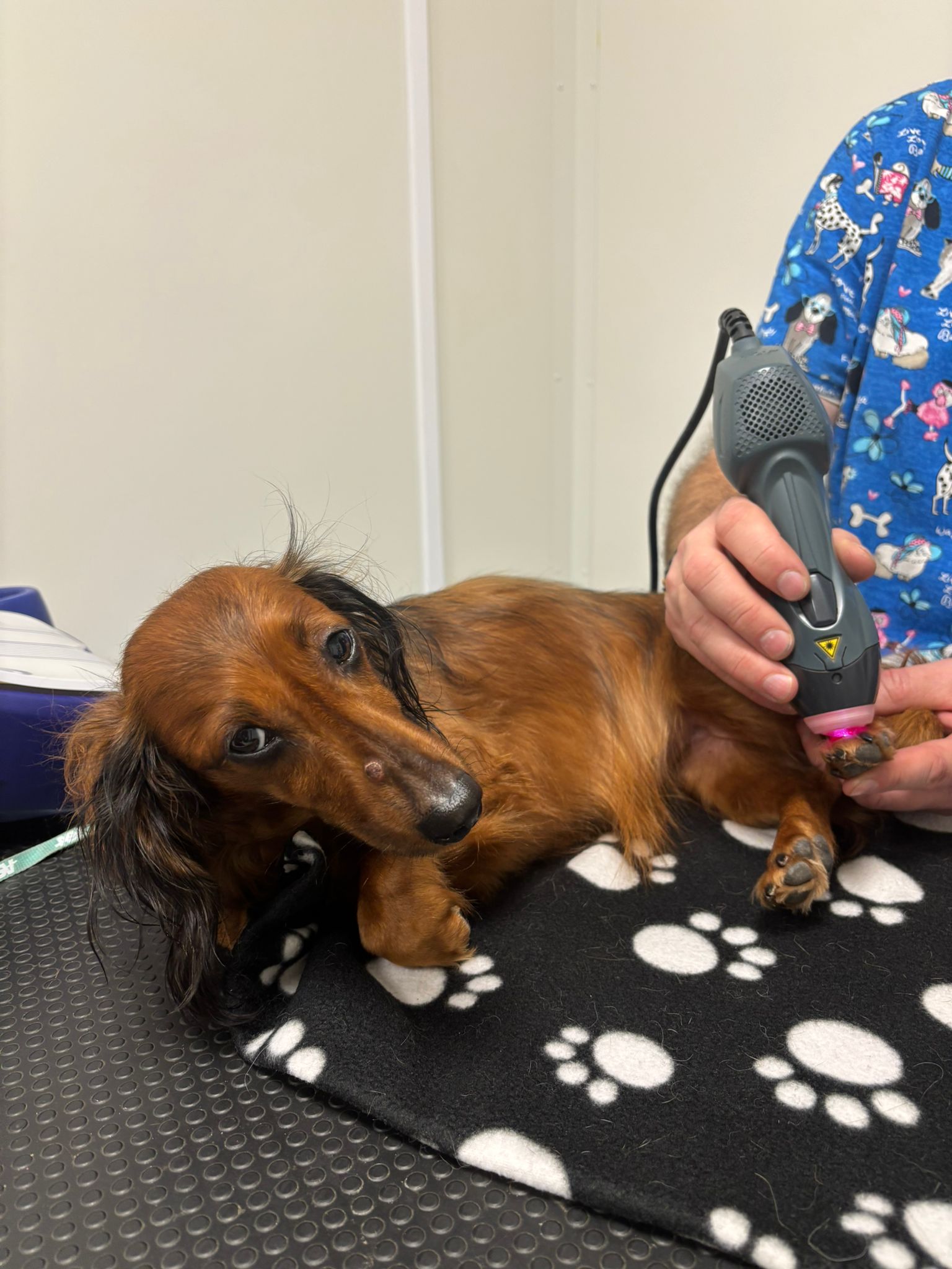 Pavel Černý, veterinární technik foto 3