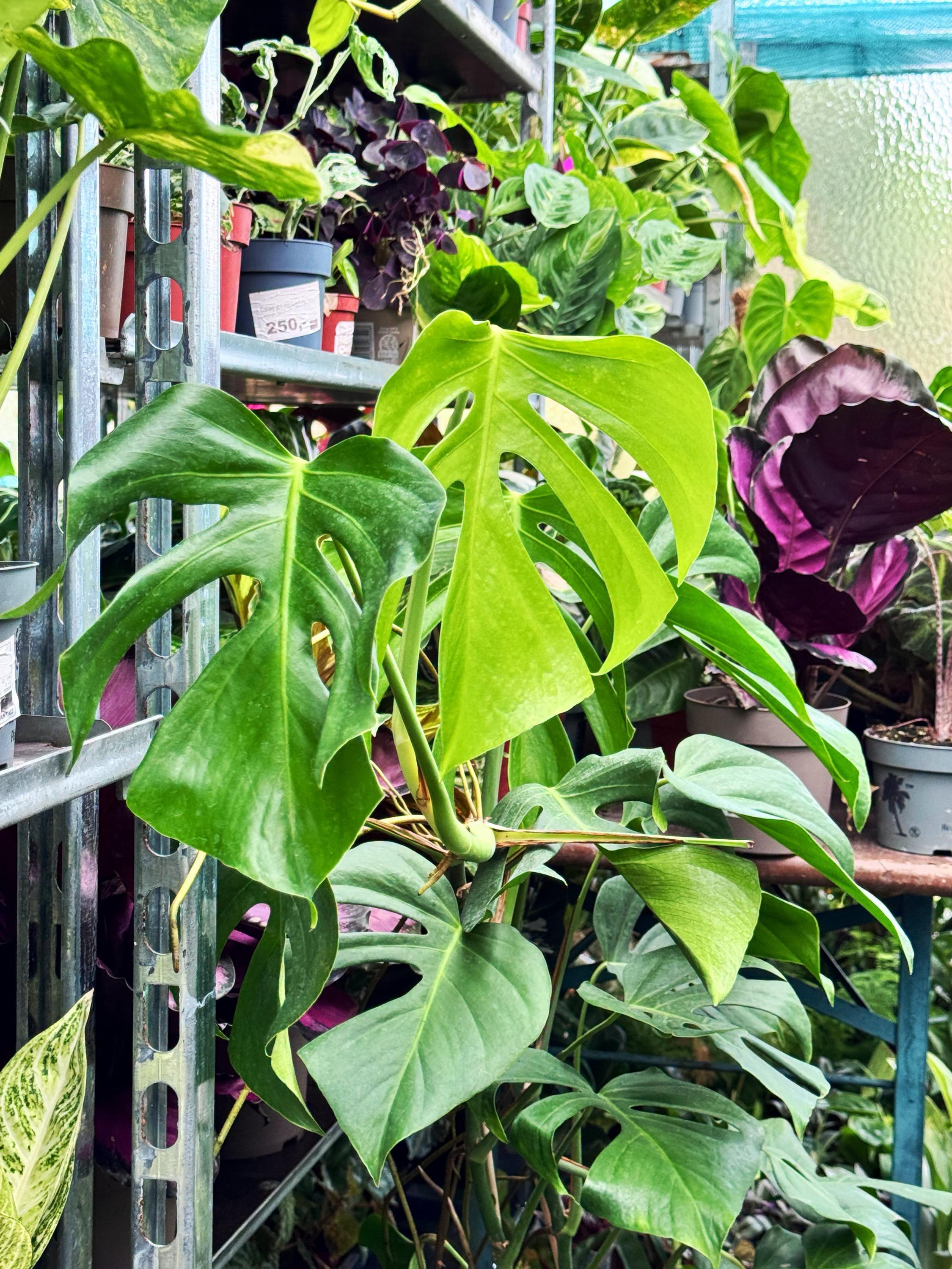 HAPPYPLANT foto 6
