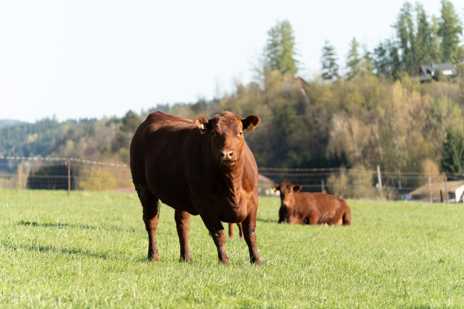 Farmářský dům foto 5