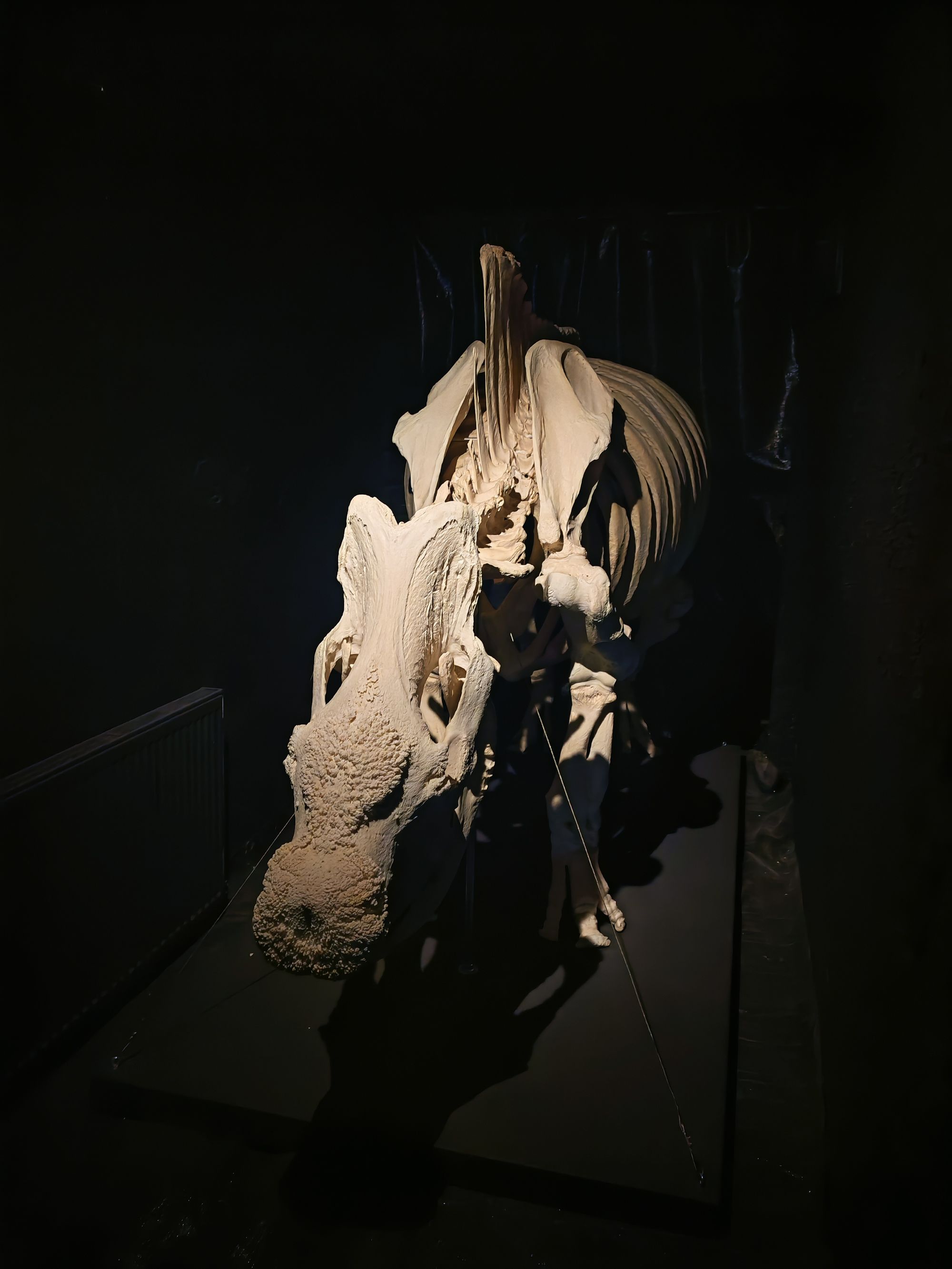 ZOO Dvůr Králové - Muzeum koster foto 3