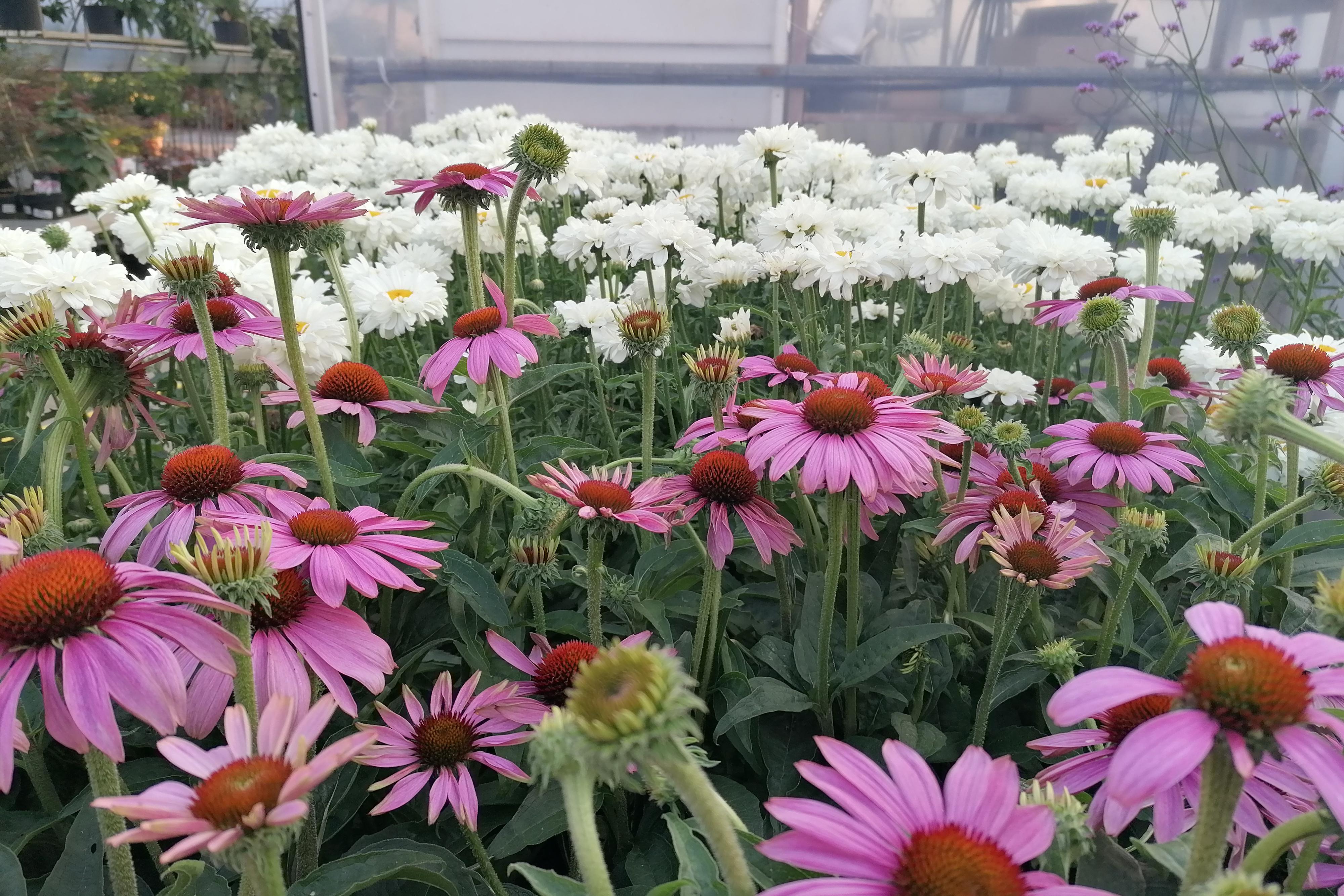 Třapatkovka (Echinacea)