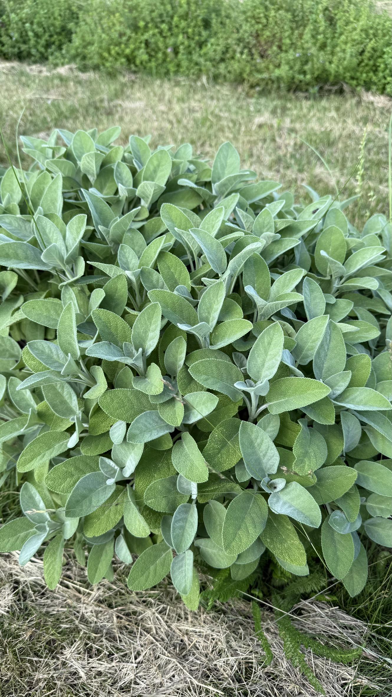 Bylinková farma Víchovi foto 5