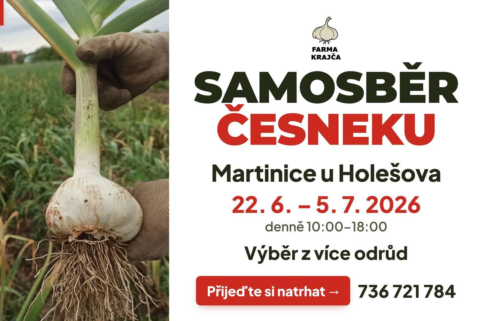 Samosběr česneku v Martinicích u Holešova