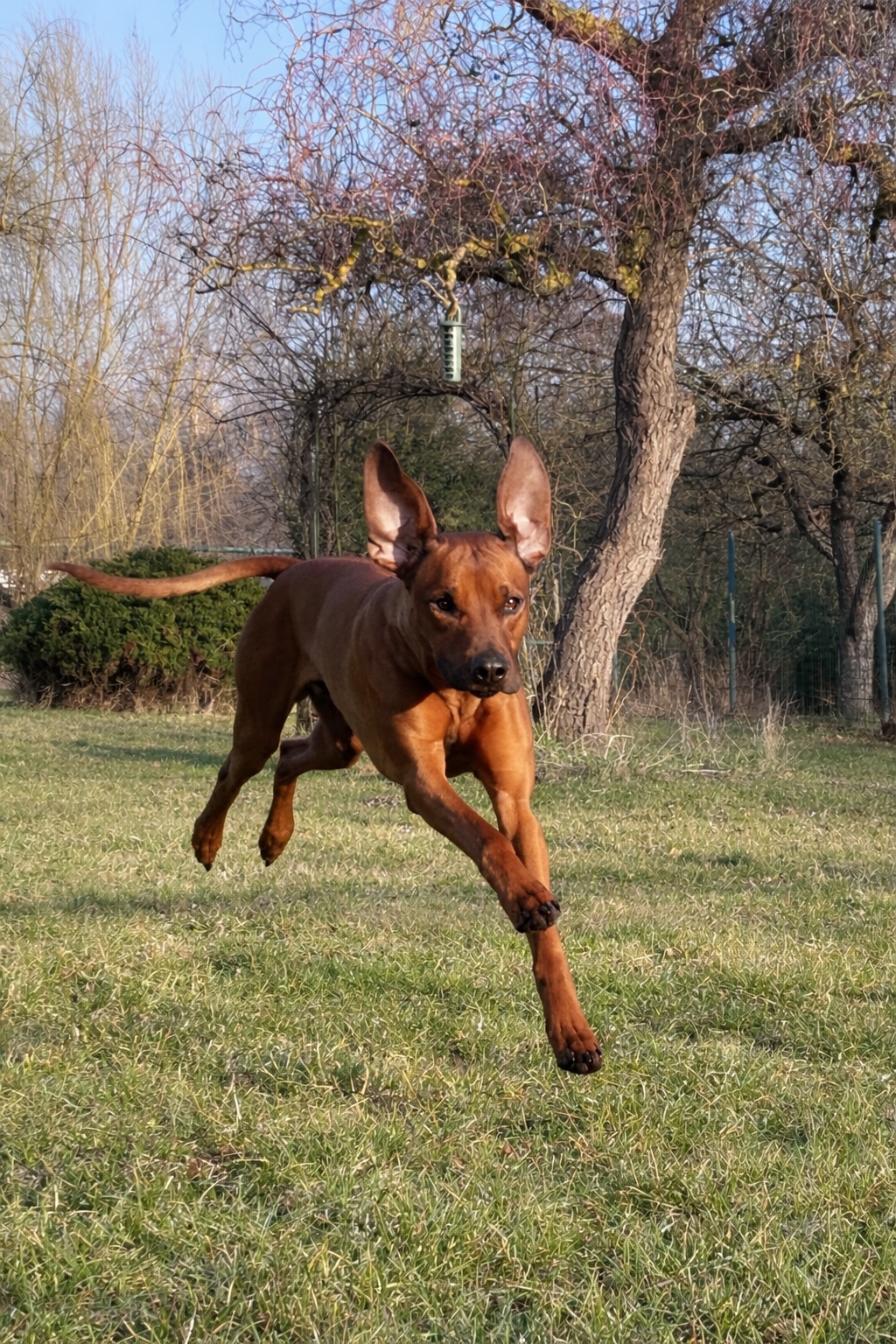 Hlídání pejsků Sezemice foto 5