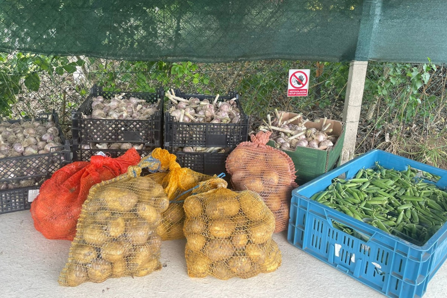 Borůvková plantáž Zdiby foto 6