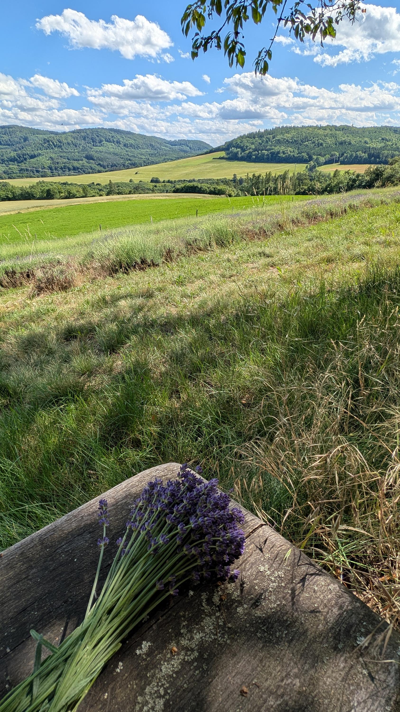 Křivoklátská levandule foto 2