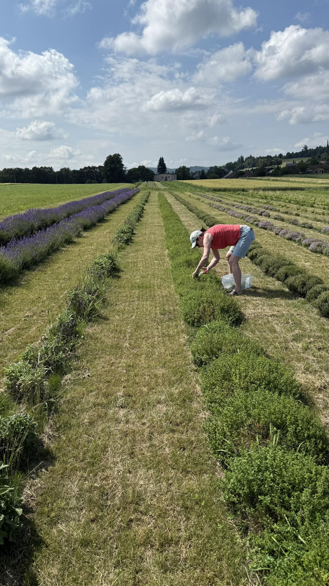 Bylinková farma Víchovi foto 2