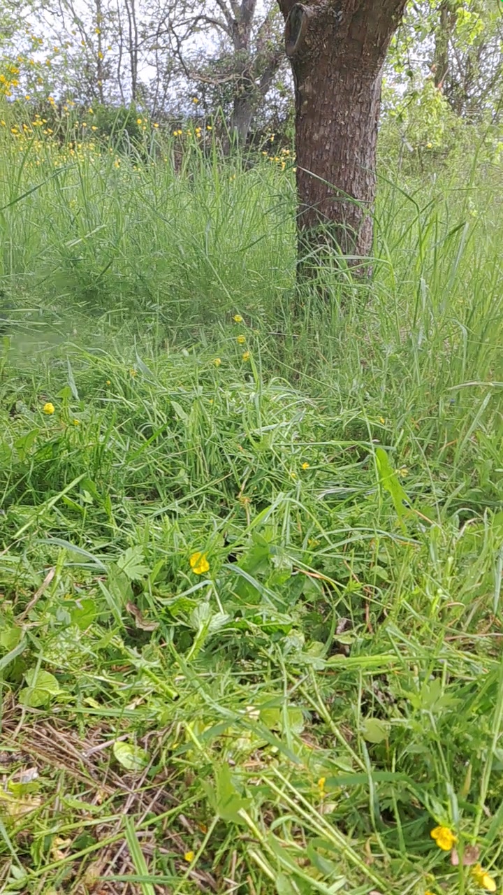 FOX Garden foto 2 (náhled videa)