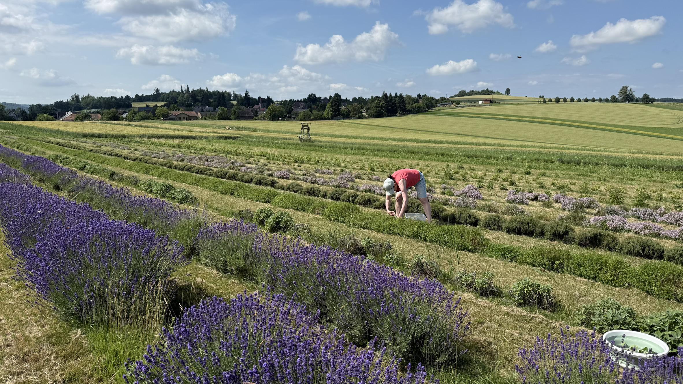 Bylinková farma Víchovi
