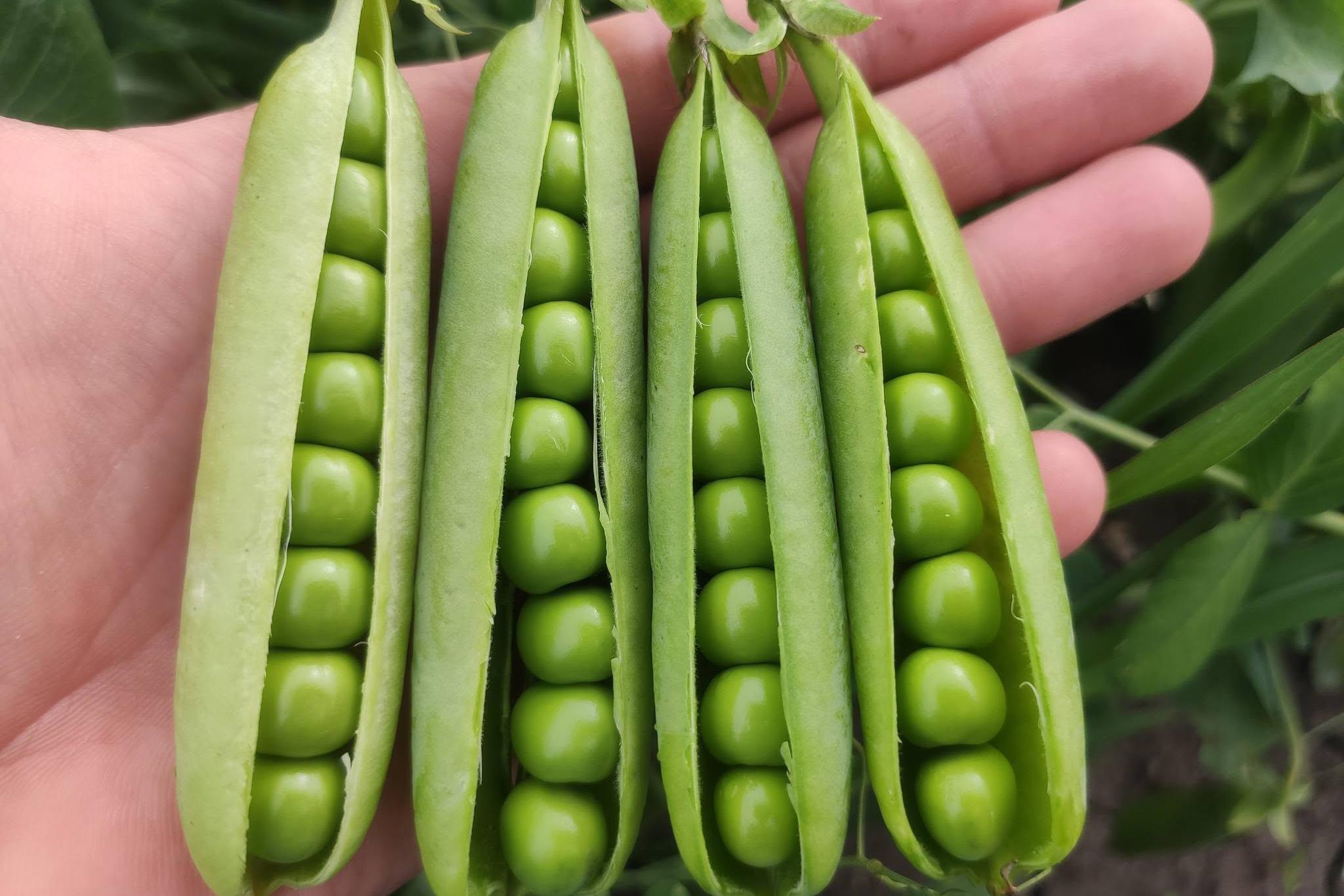 Prodej hrášku na plantáži ve Zdibech.