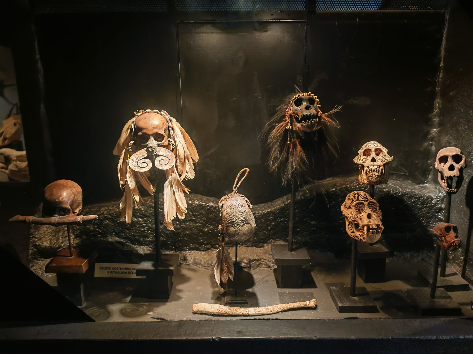 ZOO Dvůr Králové - Muzeum koster foto 2