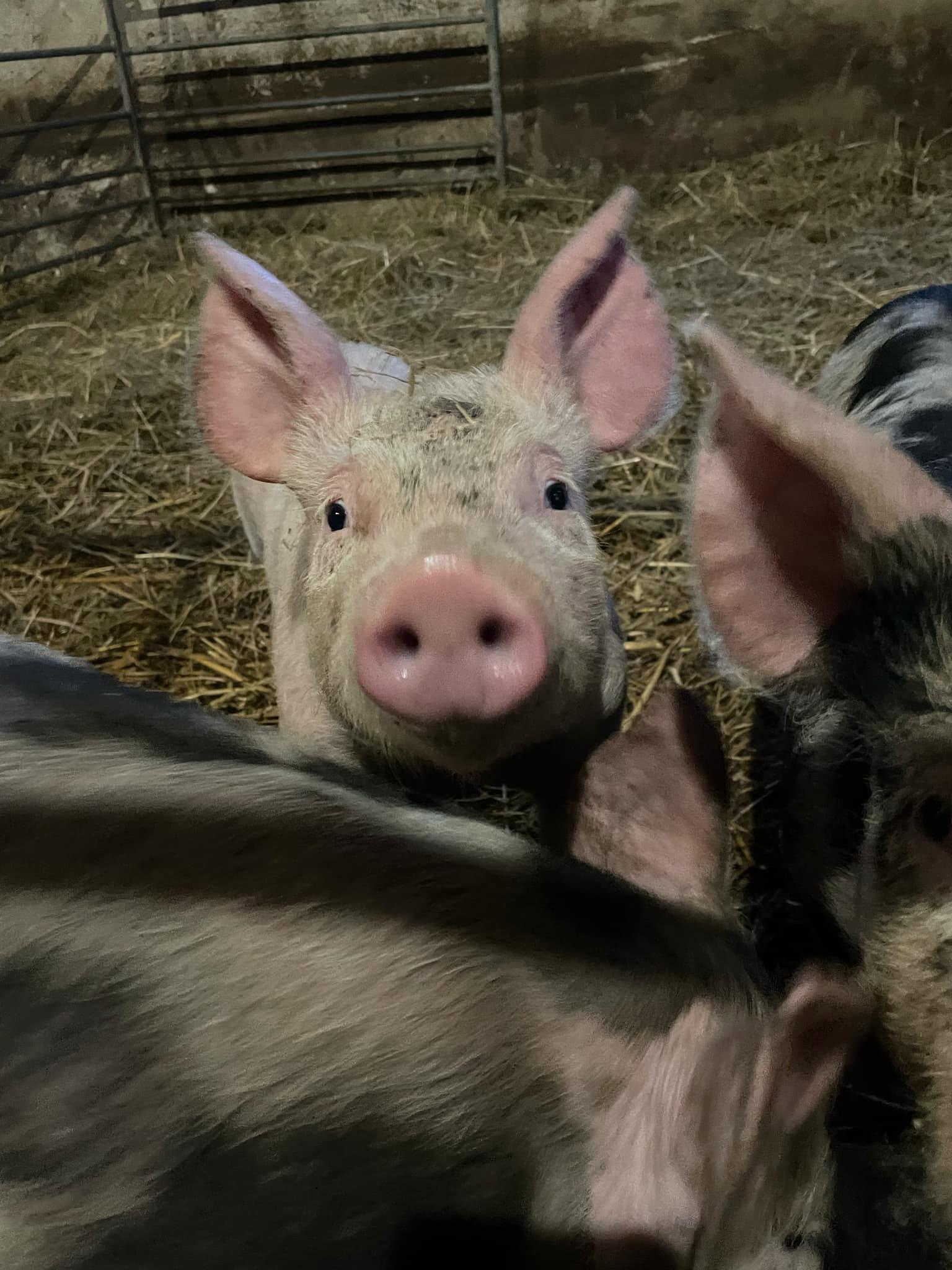 Statek rodiny Počepických foto 5