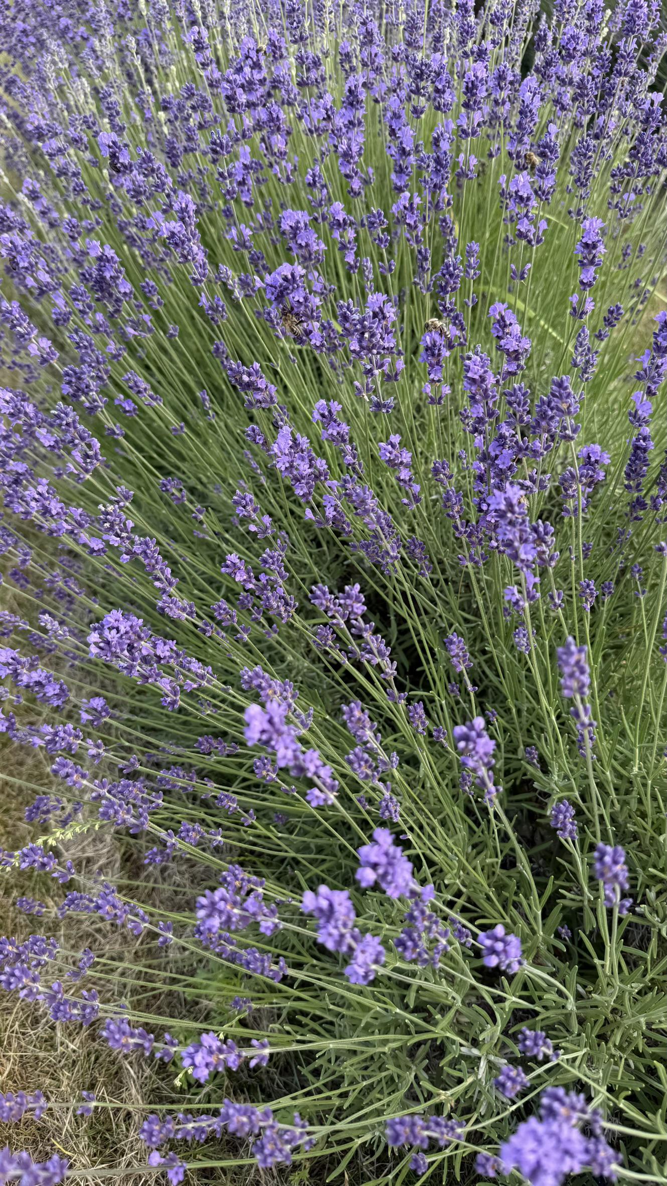Bylinková farma Víchovi foto 3