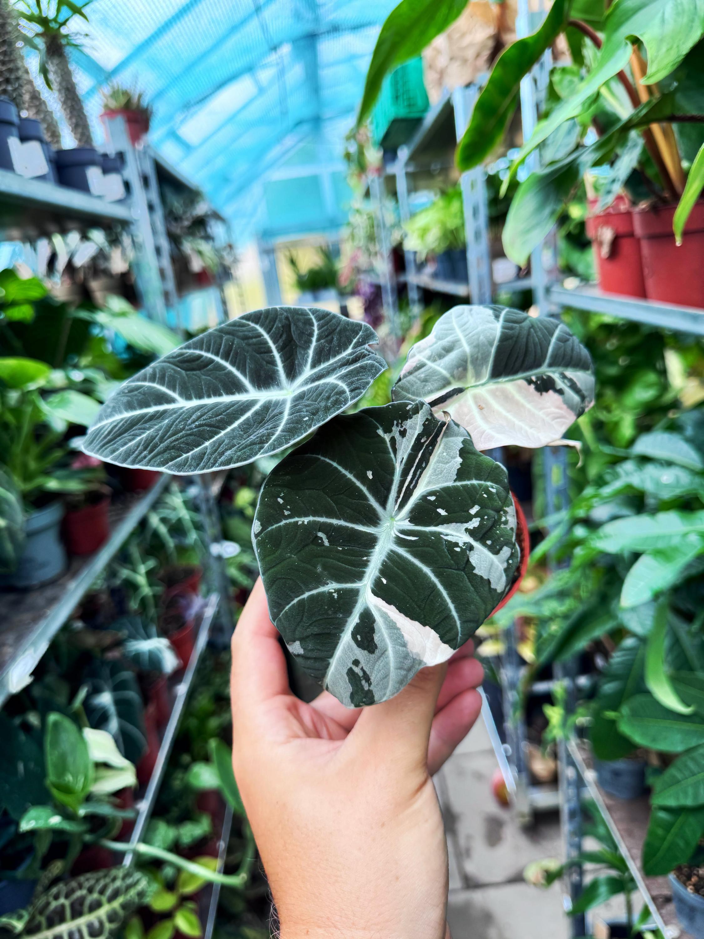 HAPPYPLANT foto 5