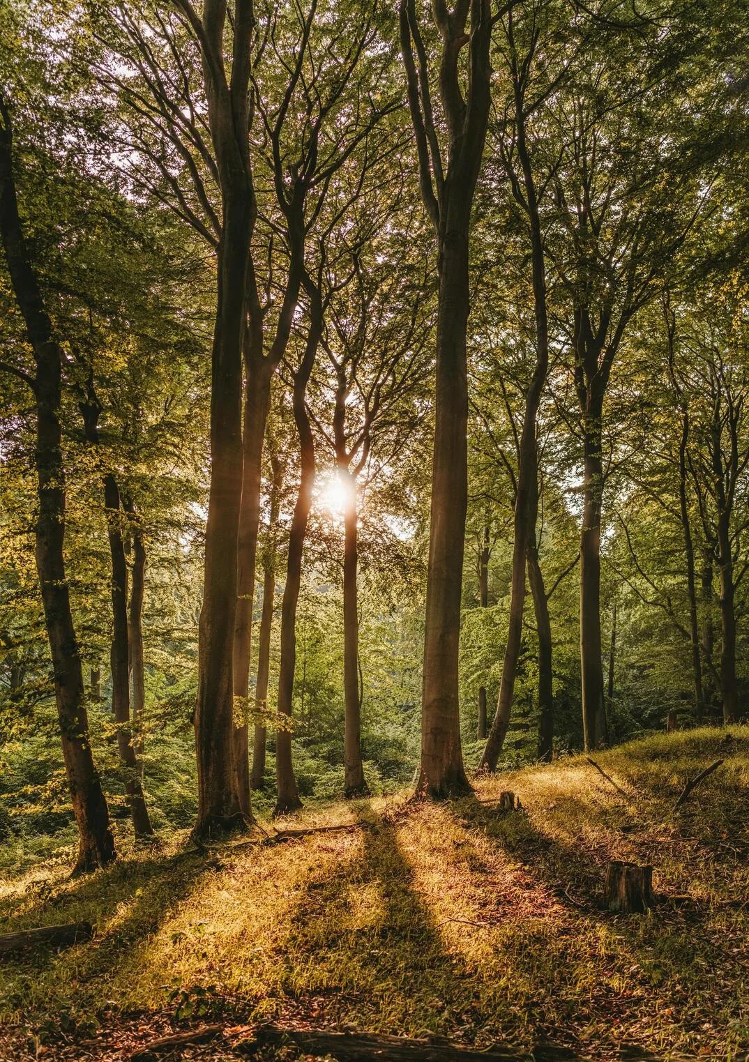 LESNÍ SPOLEČENSTVÍ OBCÍ, s.r.o. foto 2