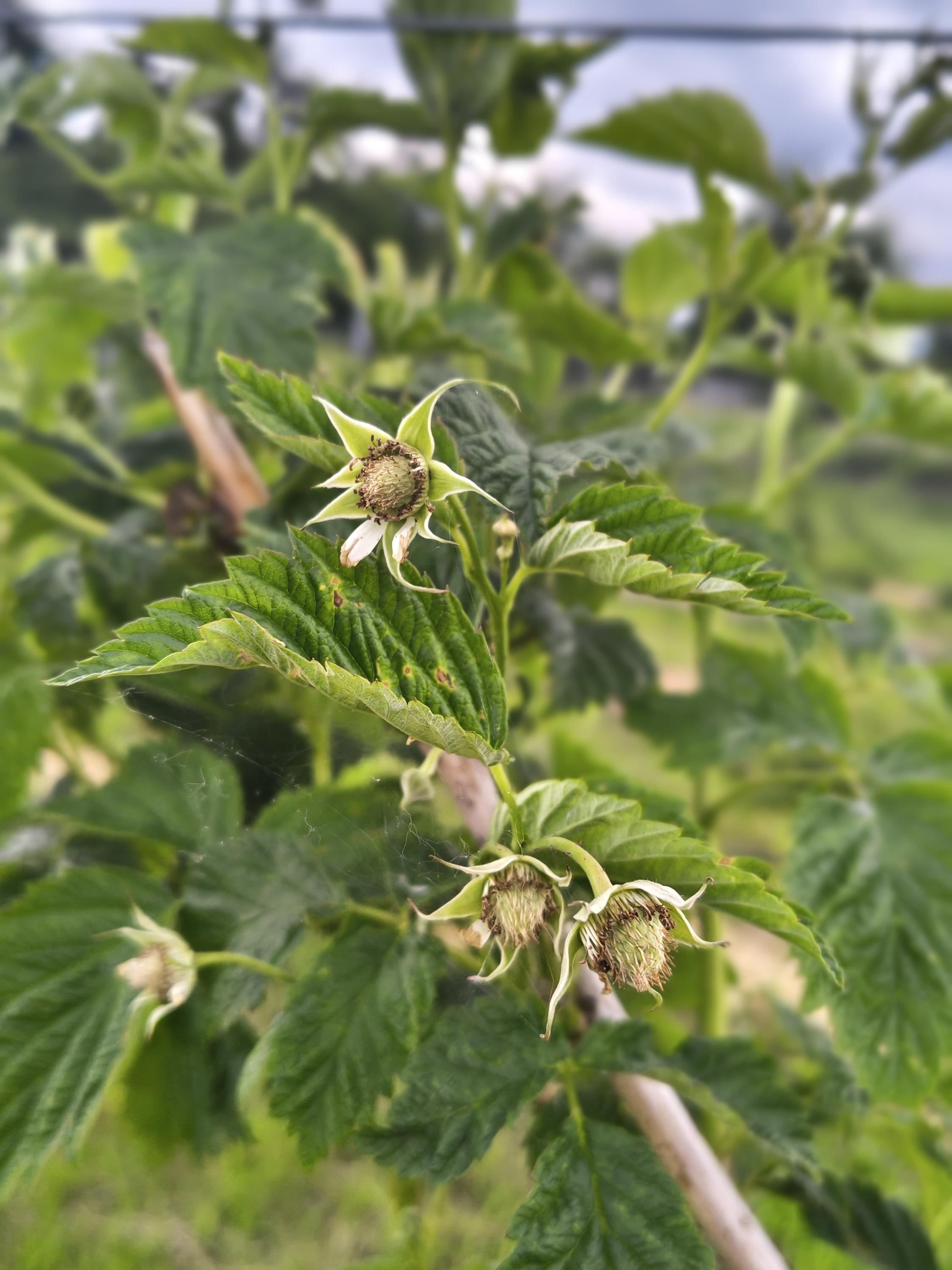 Samosběr malin Kunčičky u Bašky – Beskyd Berry foto 2
