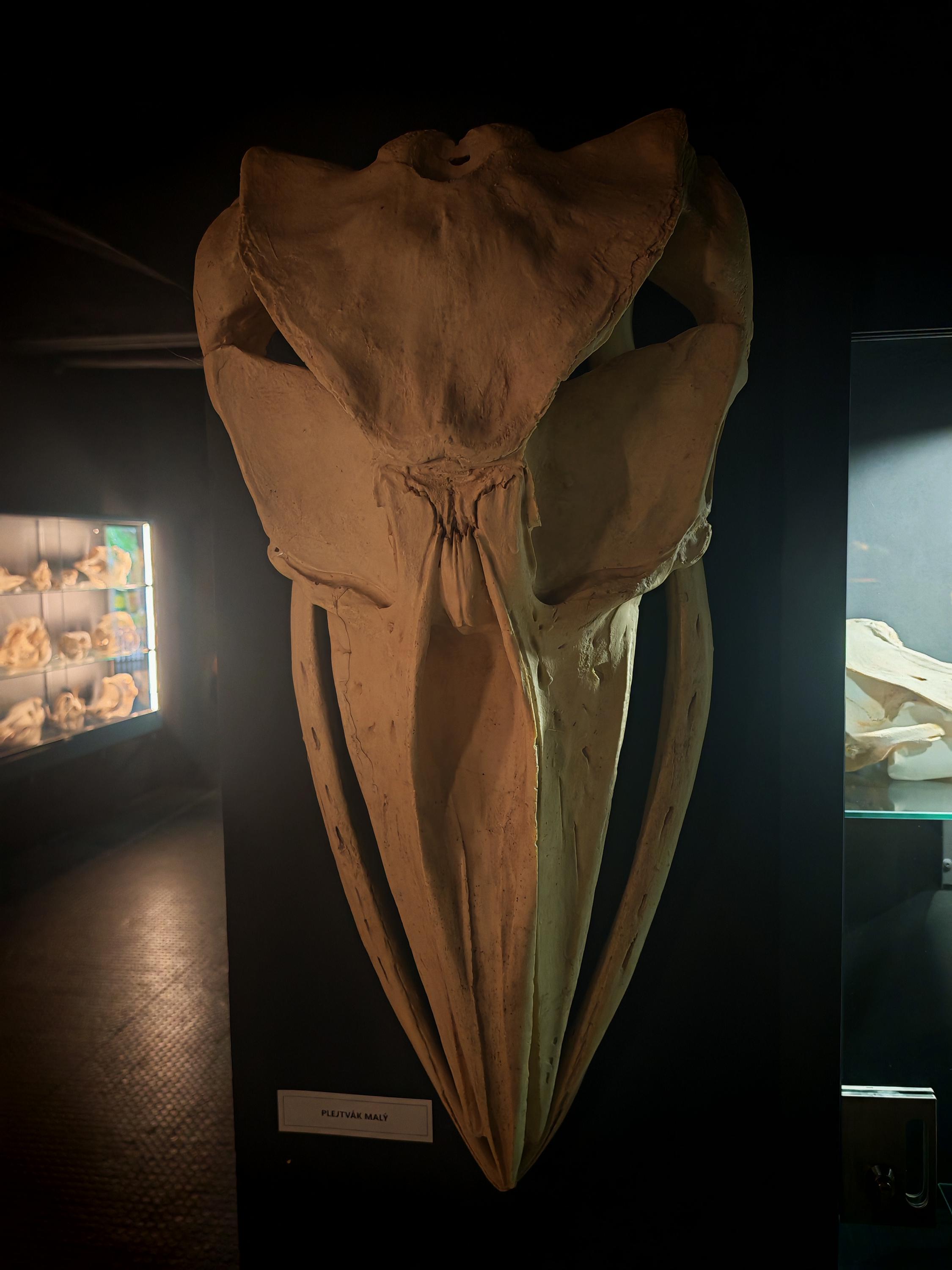 ZOO Dvůr Králové - Muzeum koster foto 5