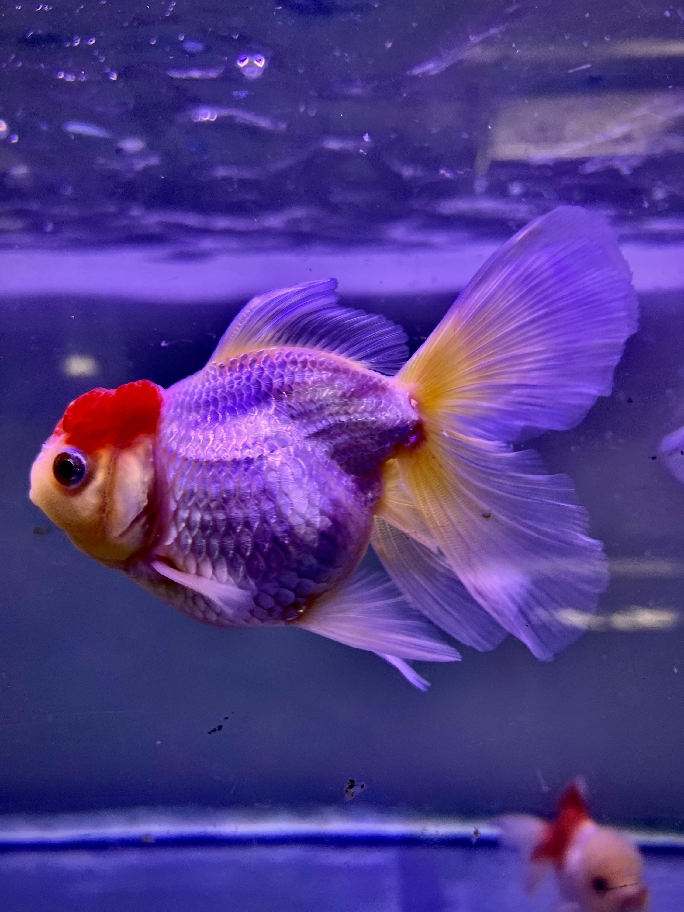 Prodej akvarijních ryb - JK AKVA foto 5