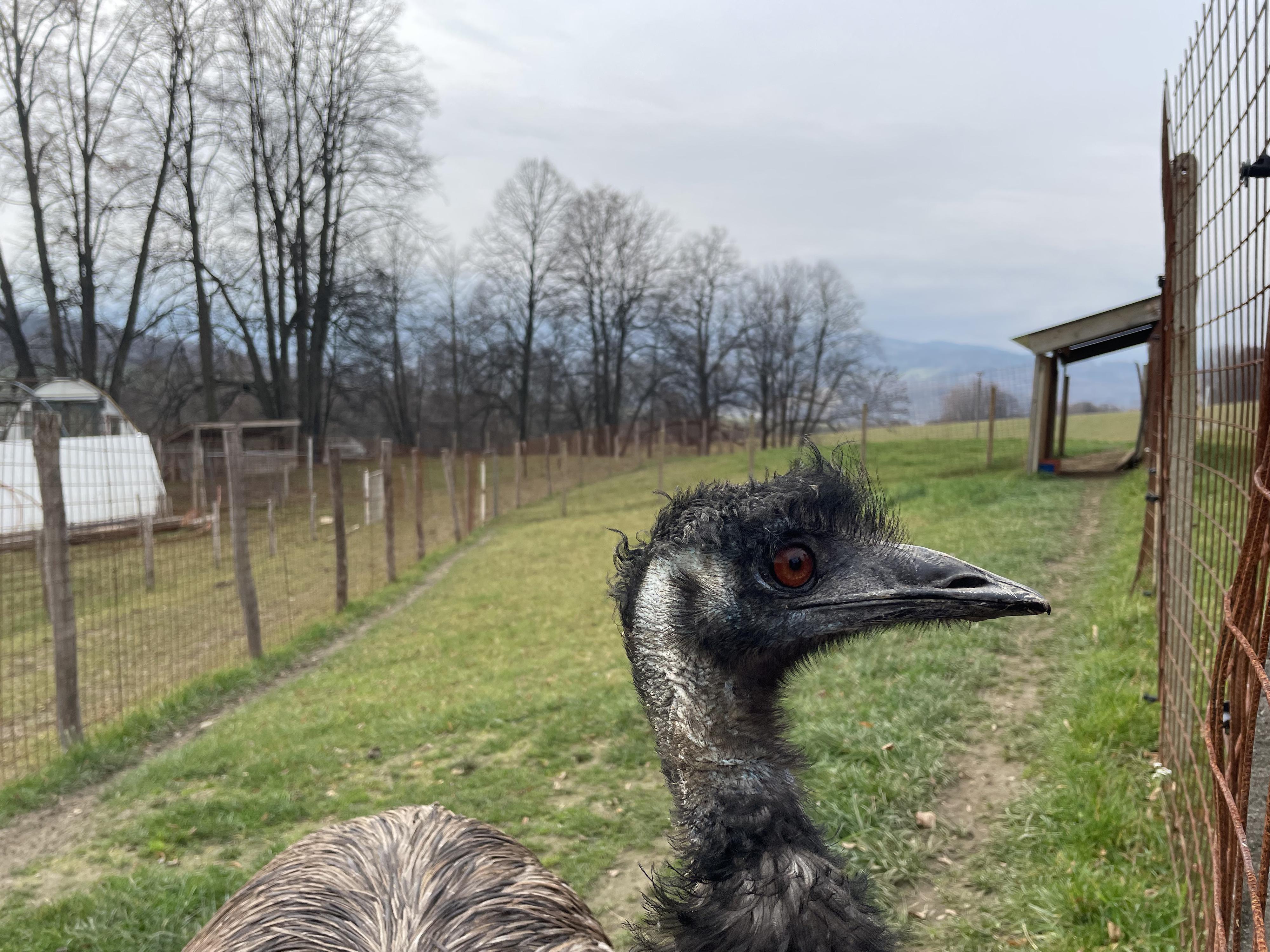 Jelení safari - Koukej farma foto 5