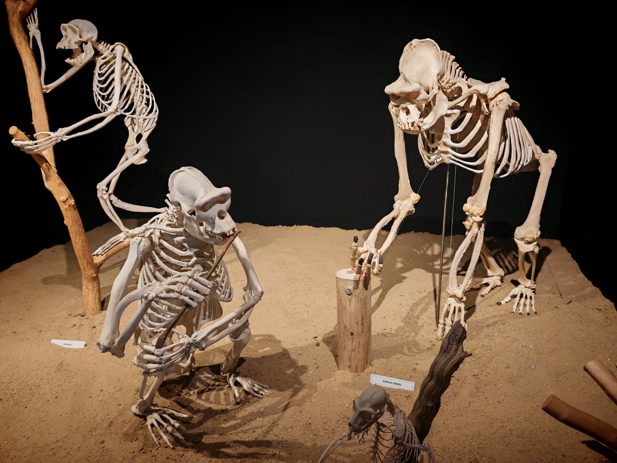 ZOO Dvůr Králové - Muzeum koster foto 4