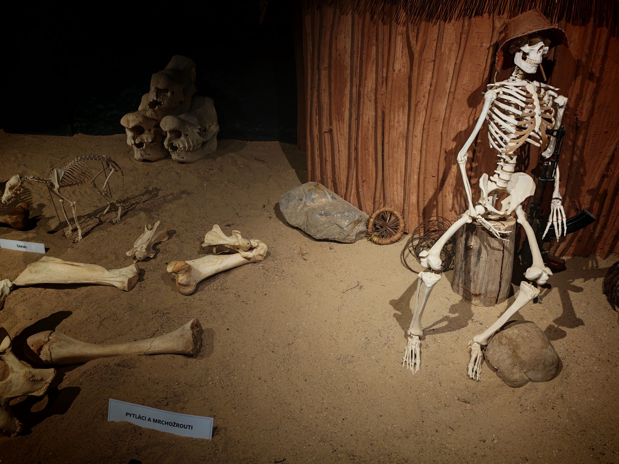 ZOO Dvůr Králové - Muzeum koster