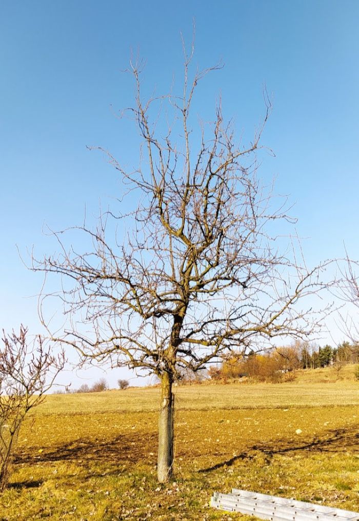 ZAHRADNICKÉ SLUŽBY - Ing. Arnošt Ingr foto 3
