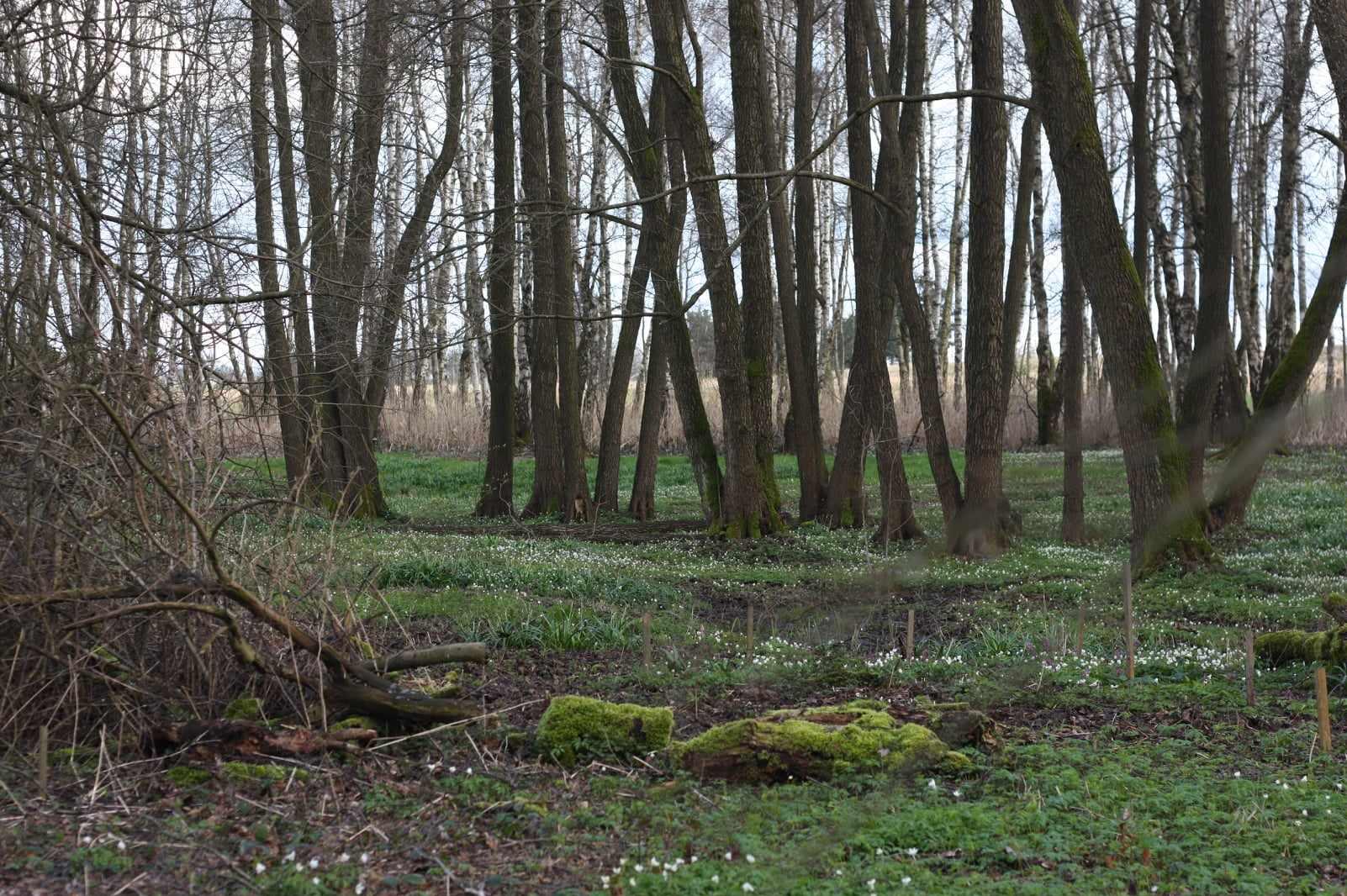Škola Pokojný bojovník a revitalizace a ochrana přírody v rámci AOPK pro obec Ostrov u Lanškrouna