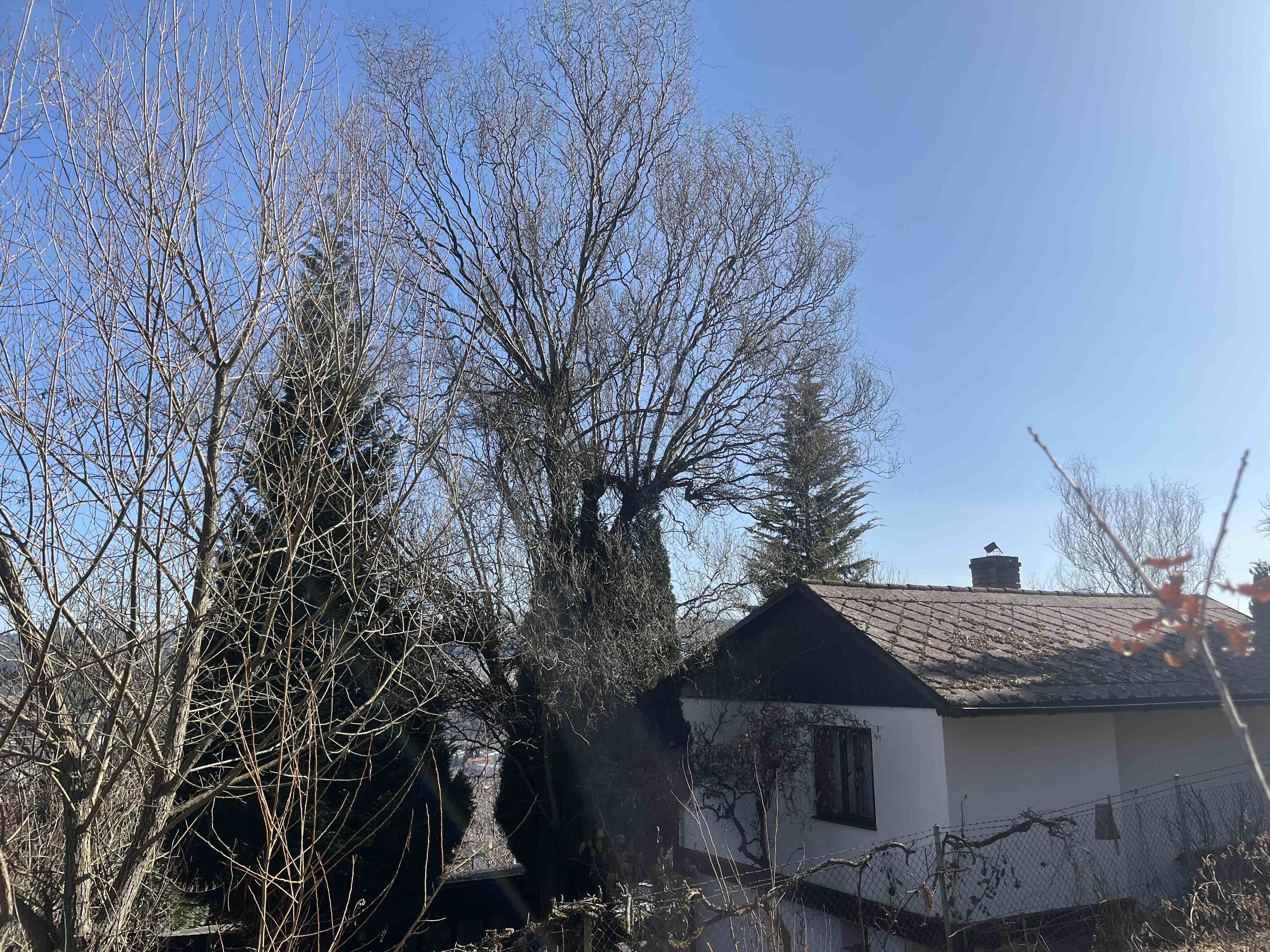 Zahrady Voráček -  Arboristika, sečení a údržba zeleně foto 6