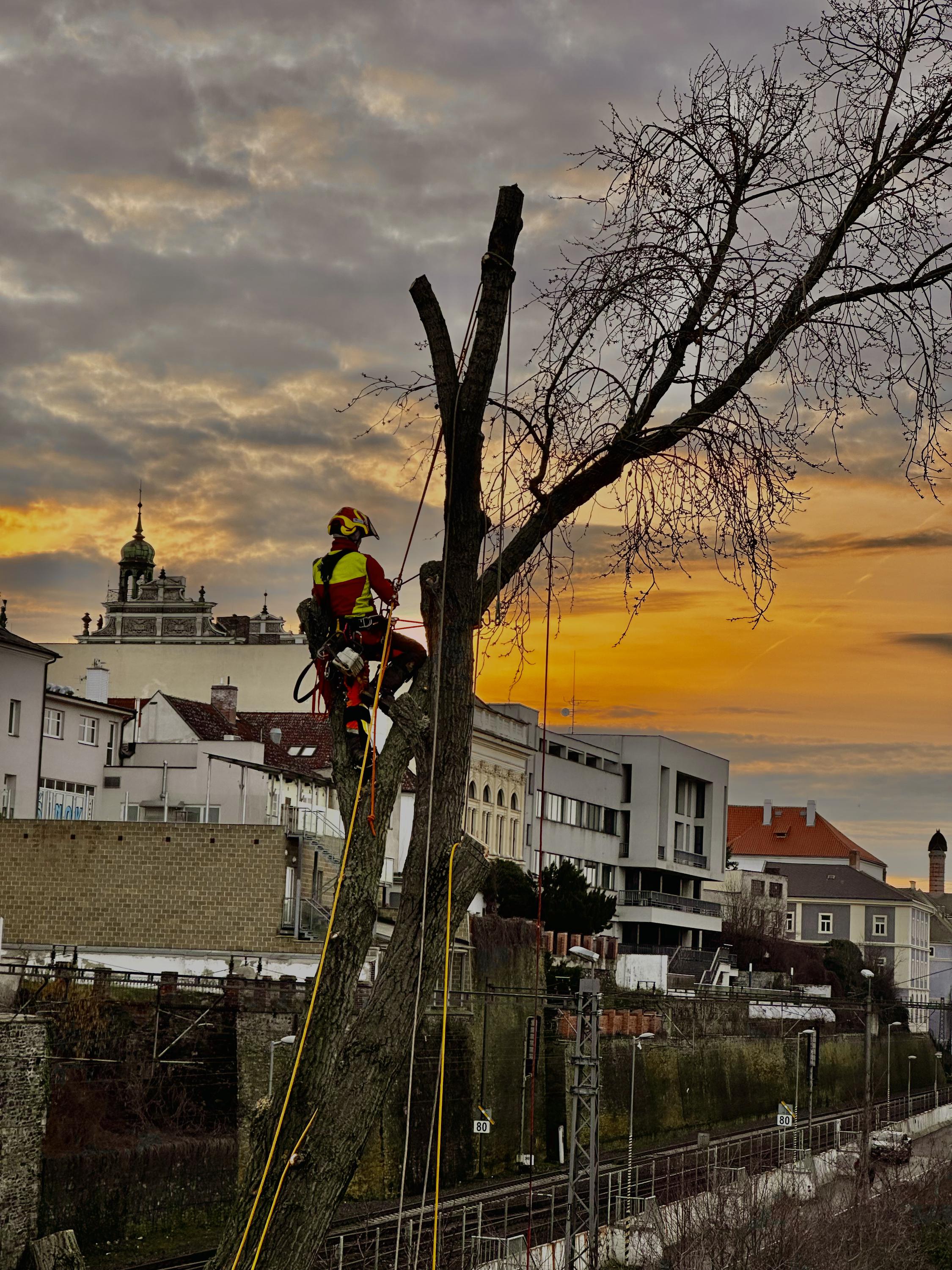 Kotys - údržba zeleně, výškové práce, pronájem plošin foto 6