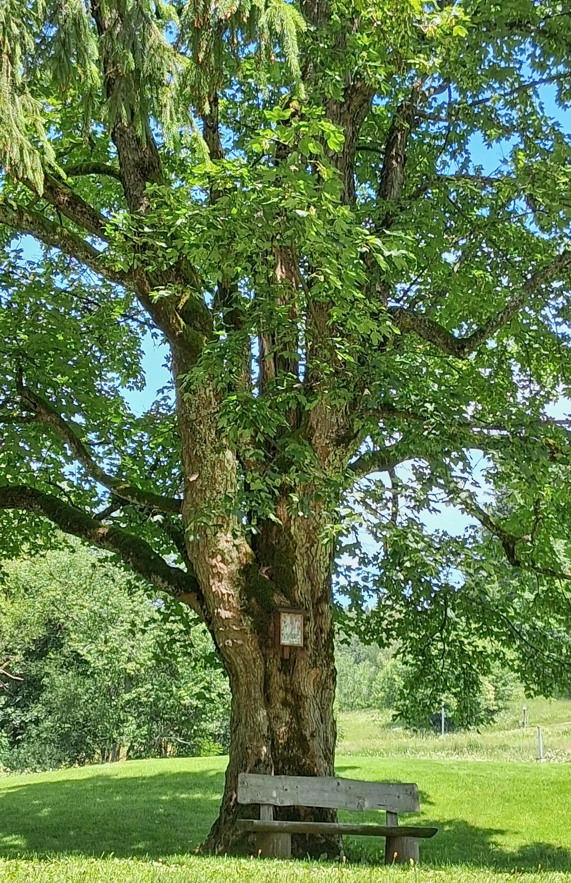 Občerstvení pro sjezdaře foto 2
