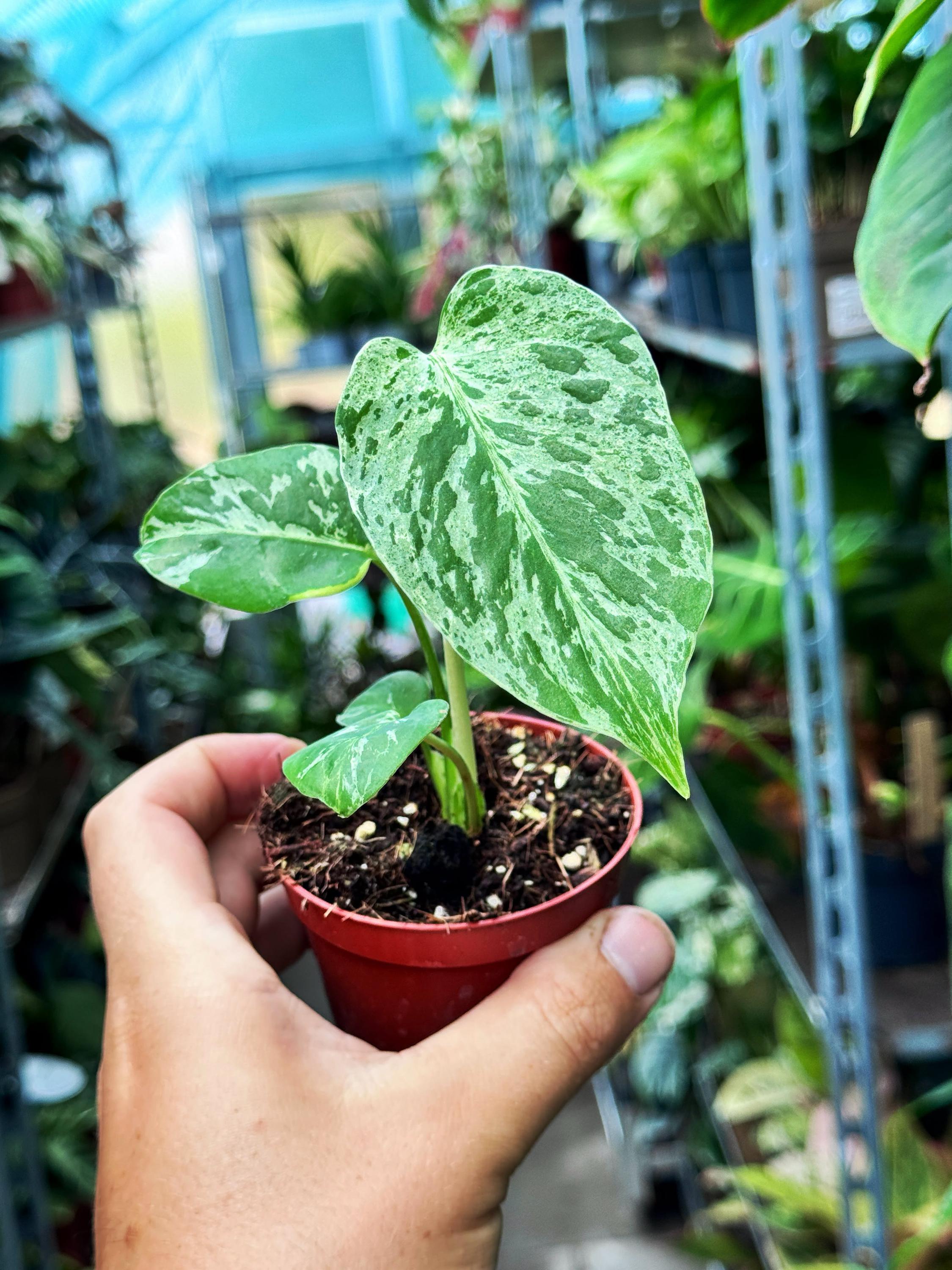 HAPPYPLANT foto 4