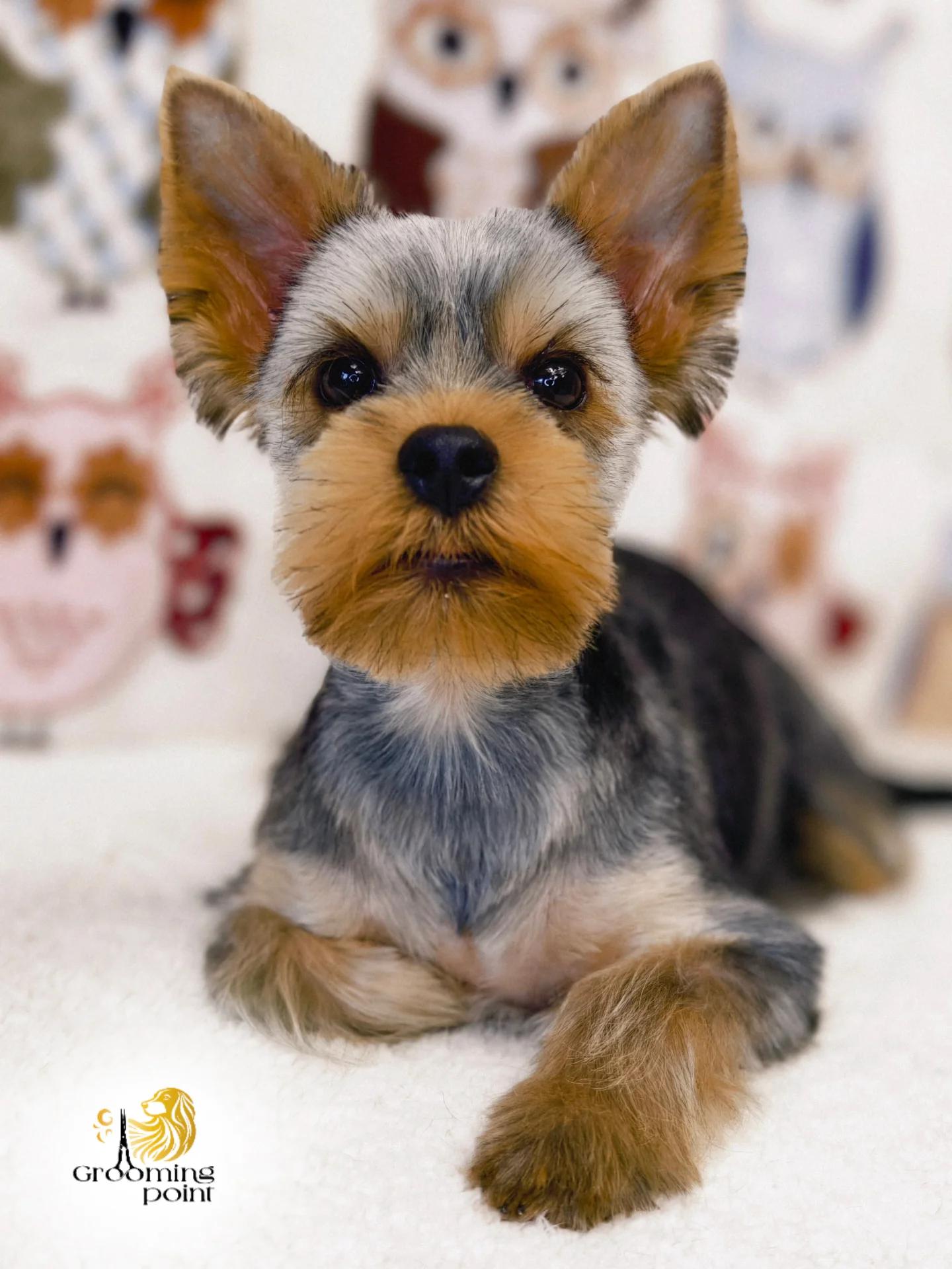Grooming point foto 6