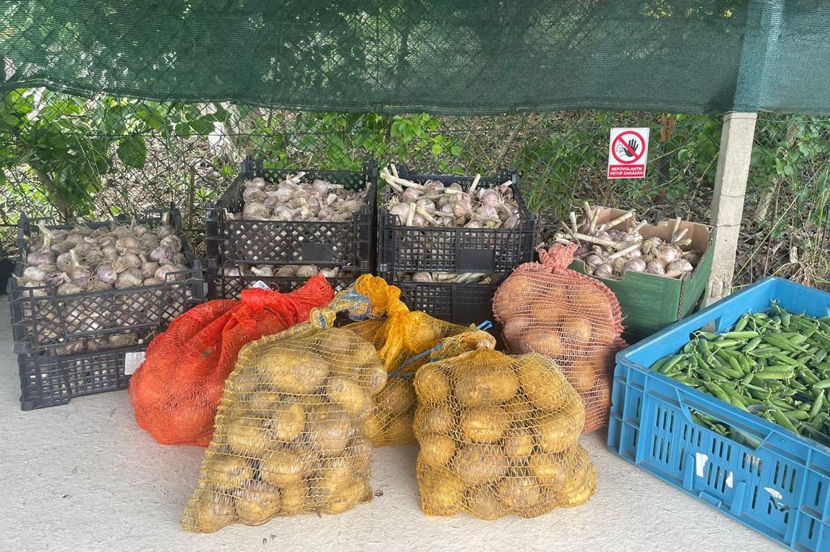 Prodej brambor na plantáži ve Zdibech.