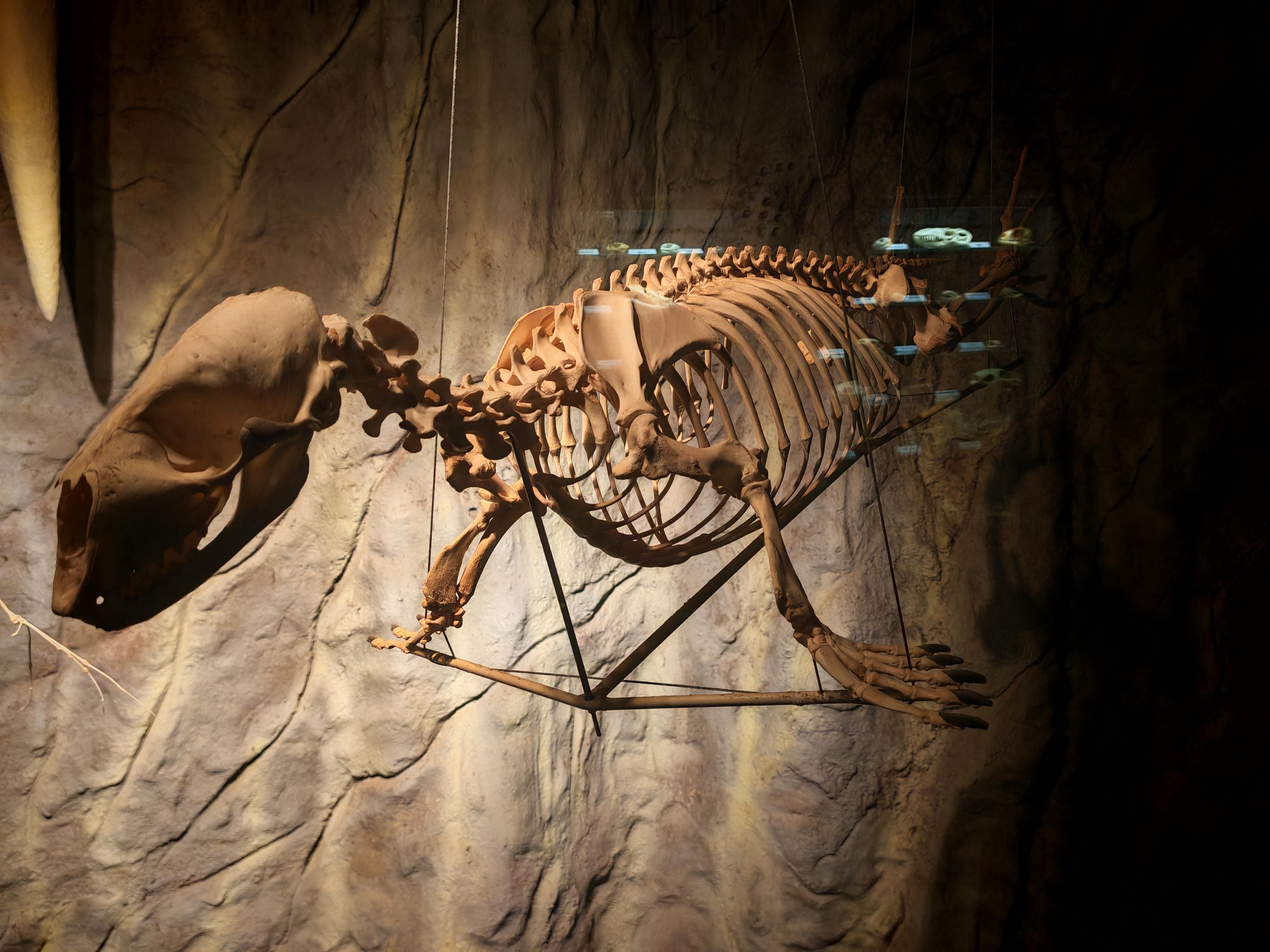 ZOO Dvůr Králové - Muzeum koster foto 6