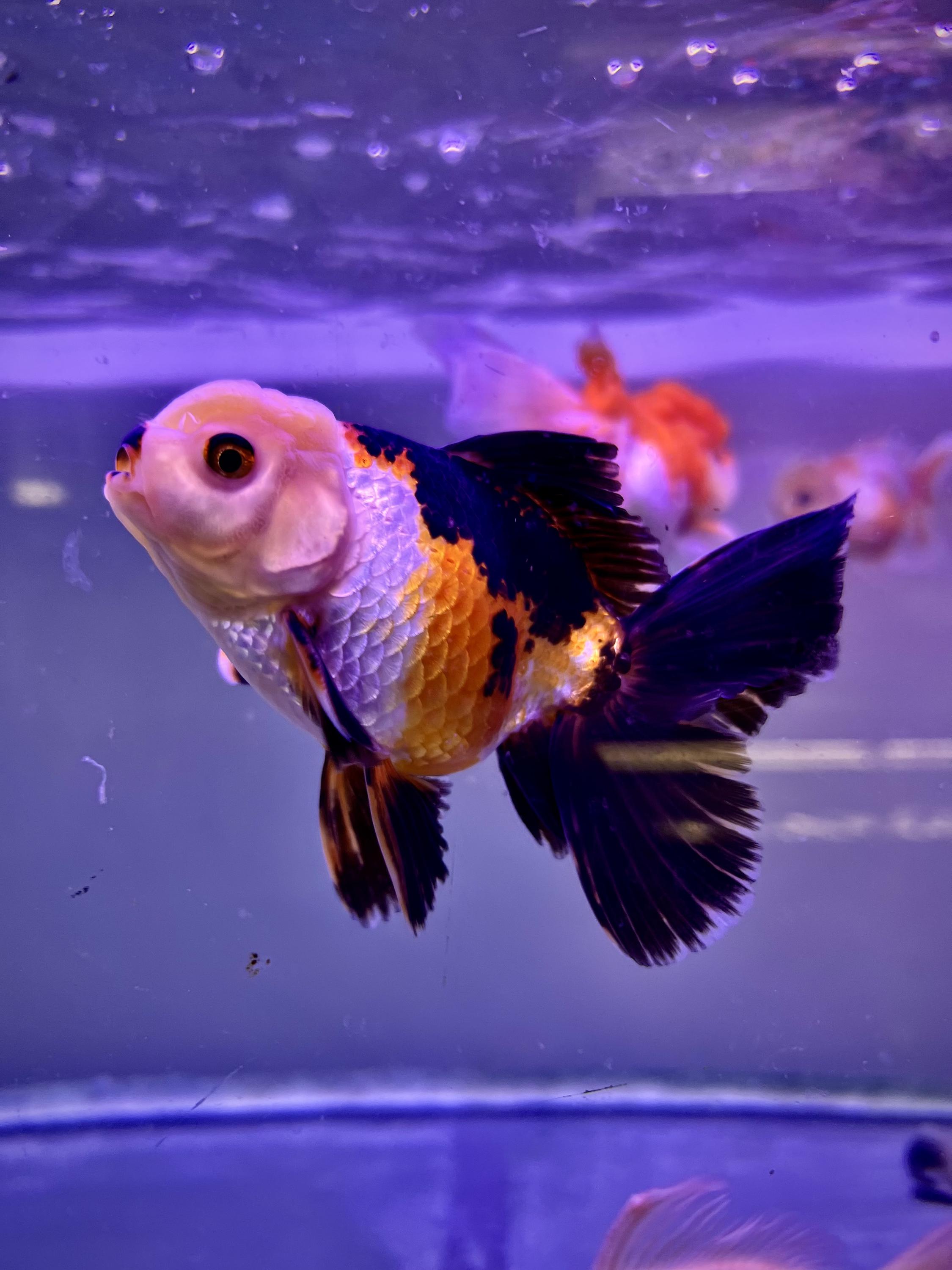Prodej akvarijních ryb - JK AKVA foto 3