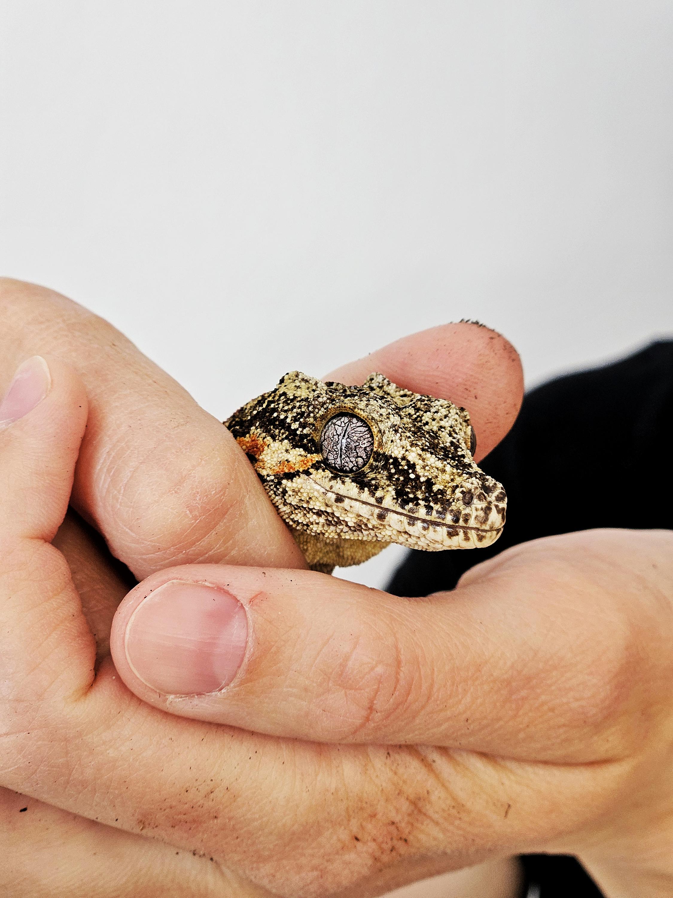 ReptiVet foto 5