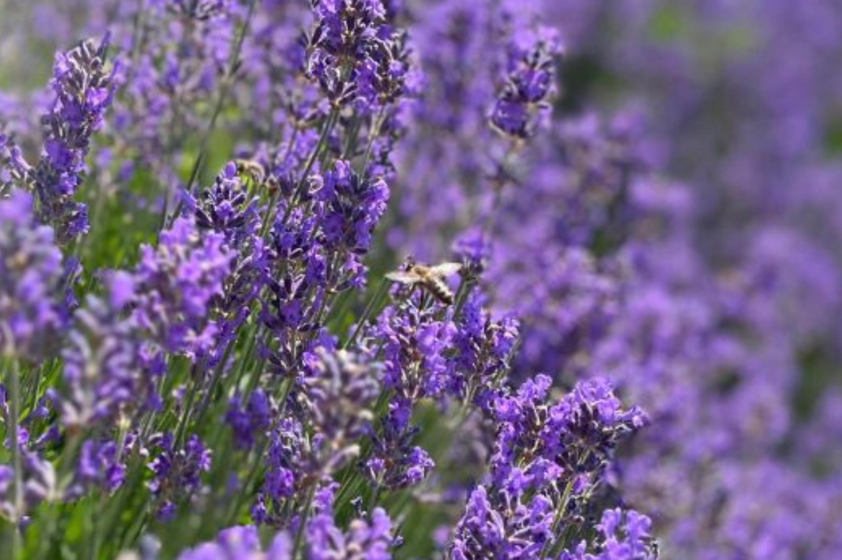Objevte s námi úžasný svět aromaterapie!