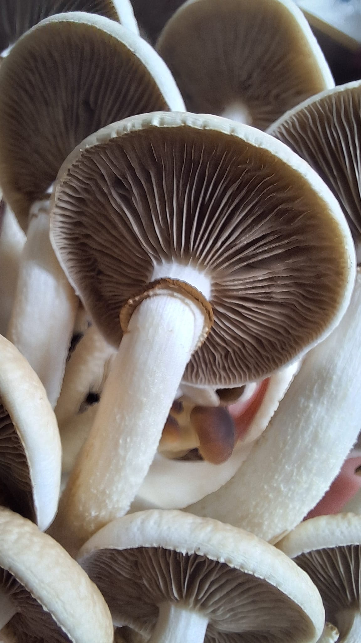 Urban Fungi - MJMushroom farm s.r.o. foto 3