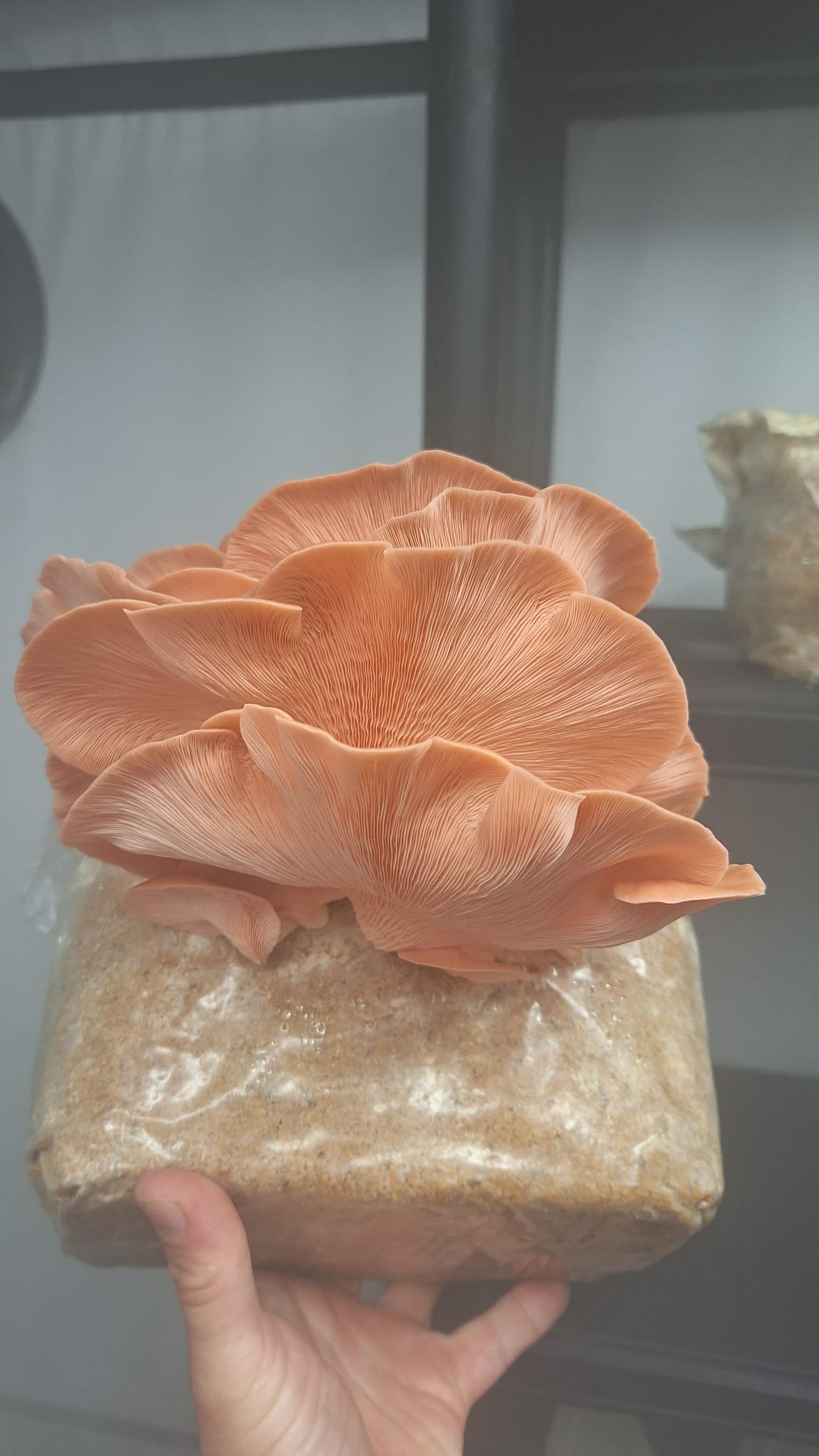 Urban Fungi - MJMushroom farm s.r.o. foto 5