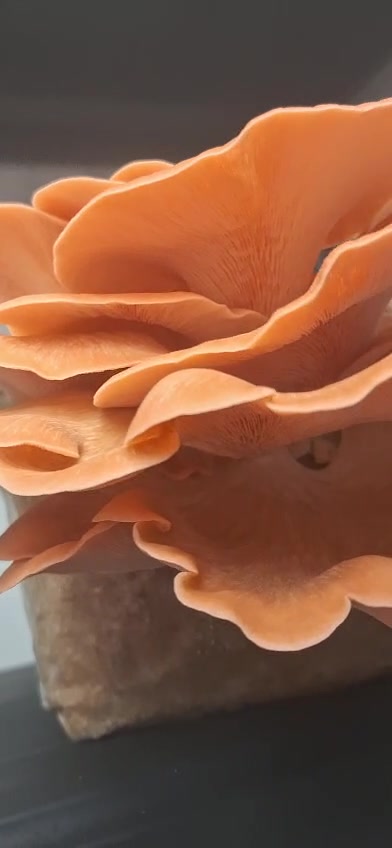 Urban Fungi - MJMushroom farm s.r.o. foto 2 (náhled videa)