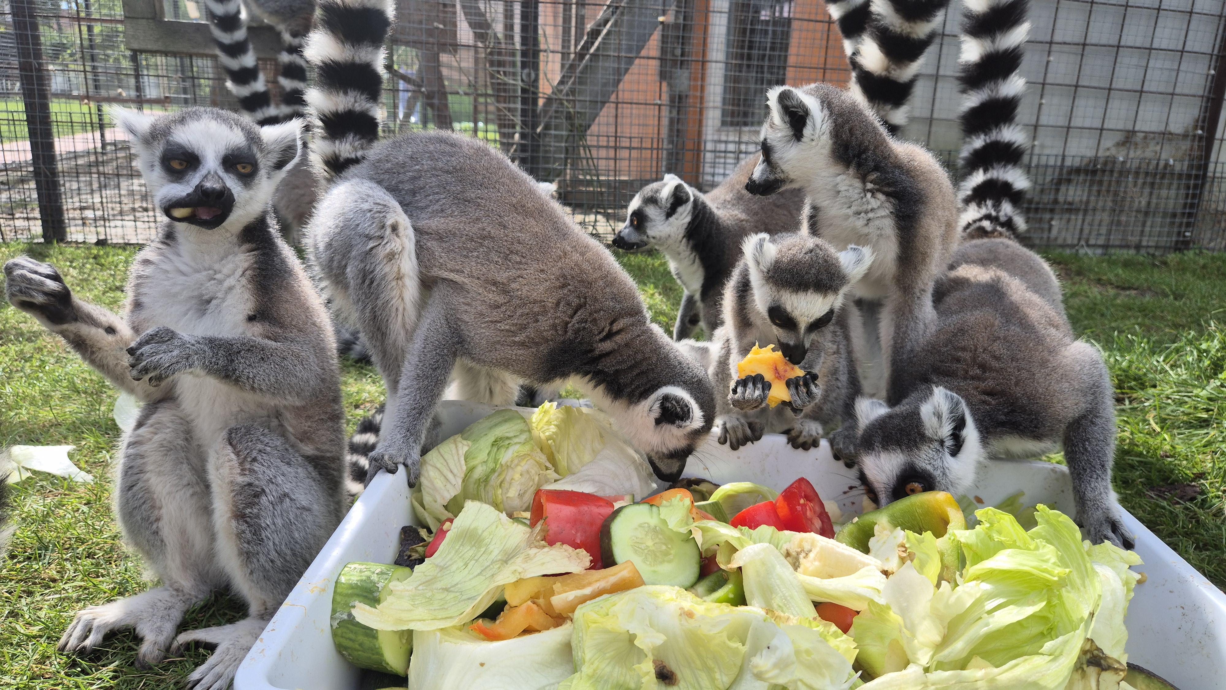 Minizoo.cz foto 3